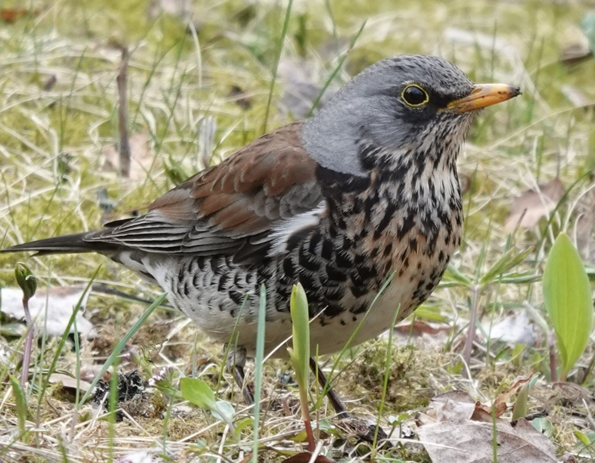 Valokuvaaja: Pekka Heino