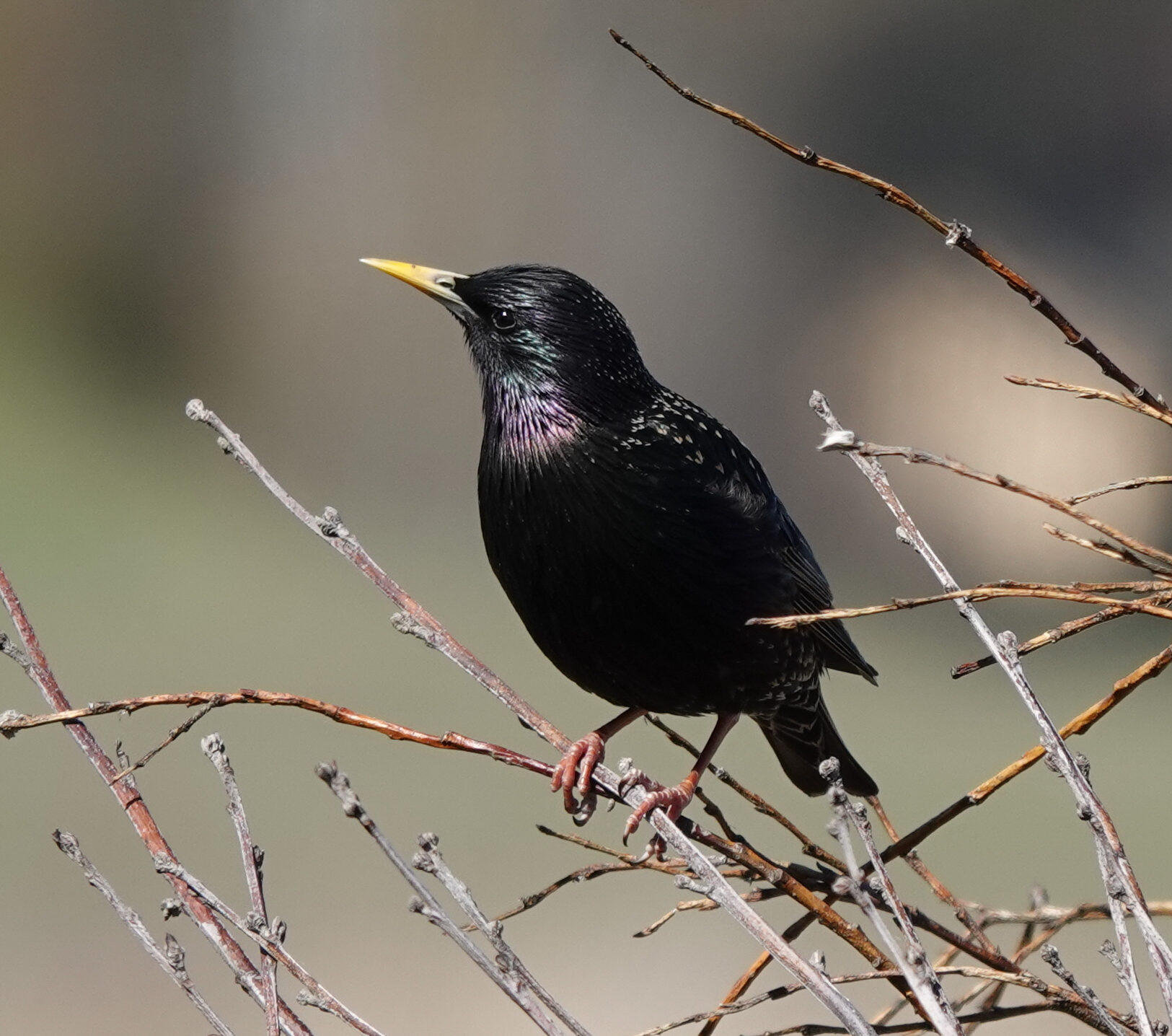 Valokuvaaja: Pekka Heino