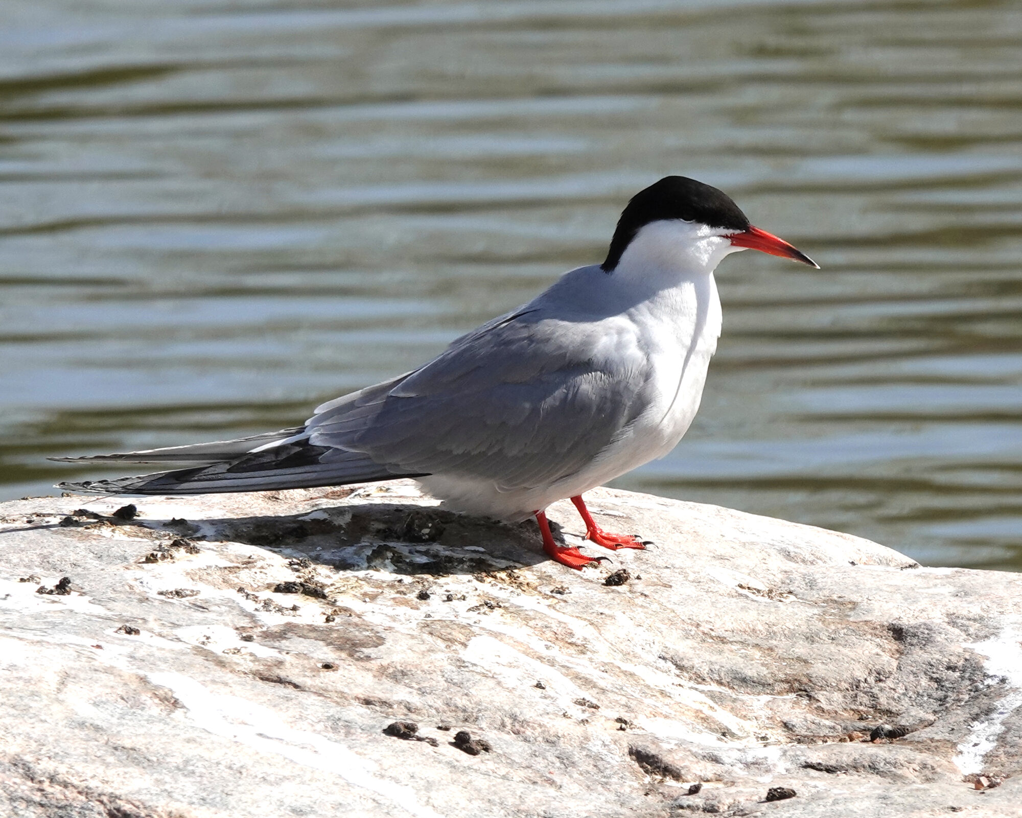Valokuvaaja: Pekka Heino Valokuvaaja: Pekka Heino
