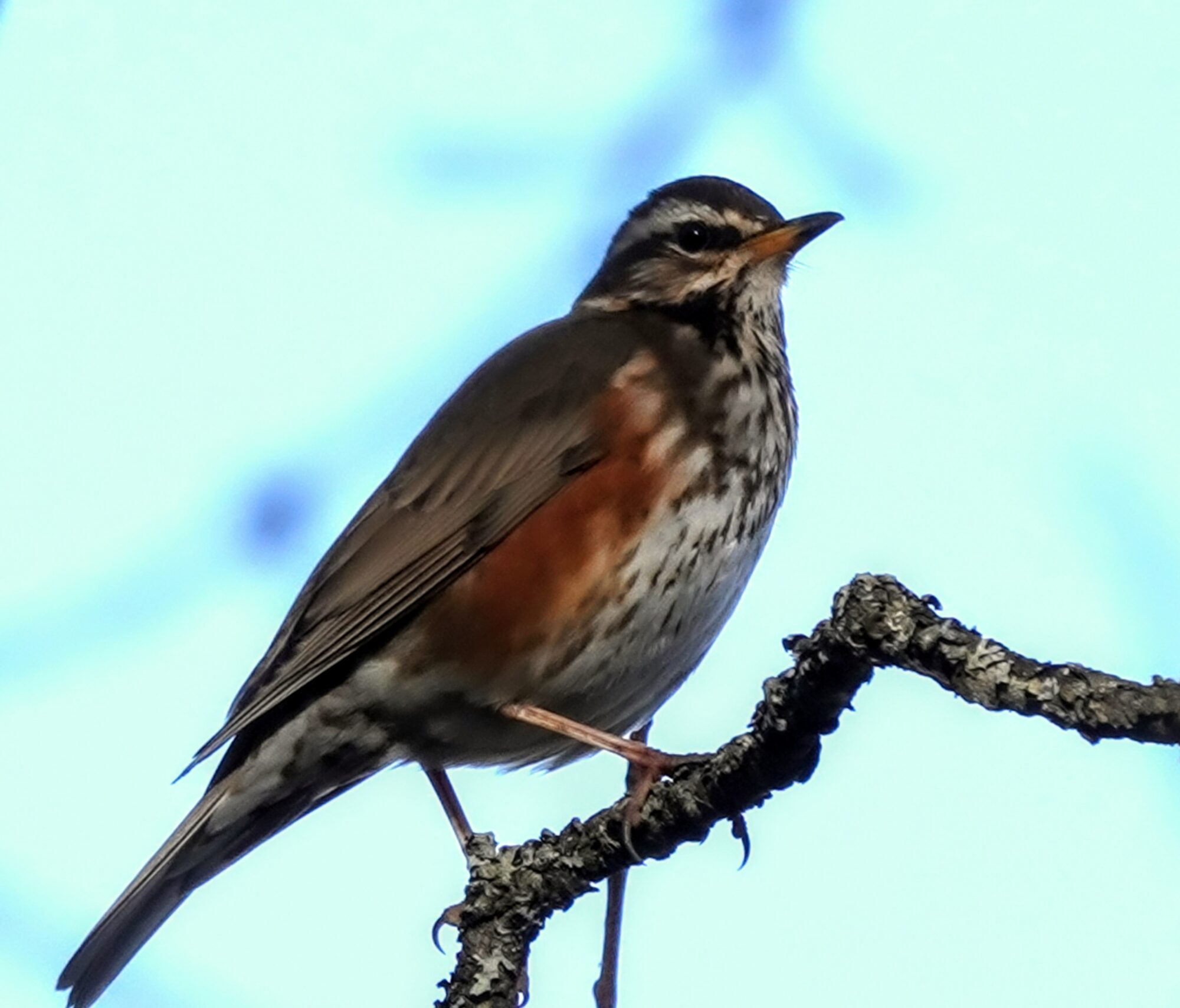 Valokuvaaja: Pekka Heino