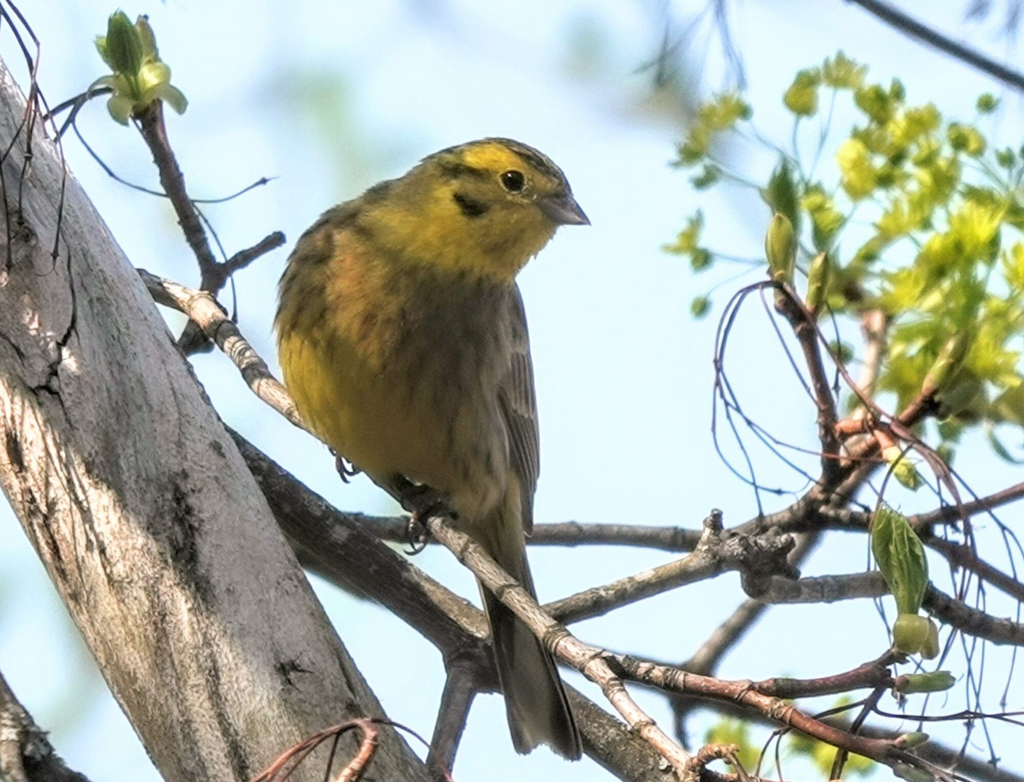 Valokuvaaja: Pekka Heino