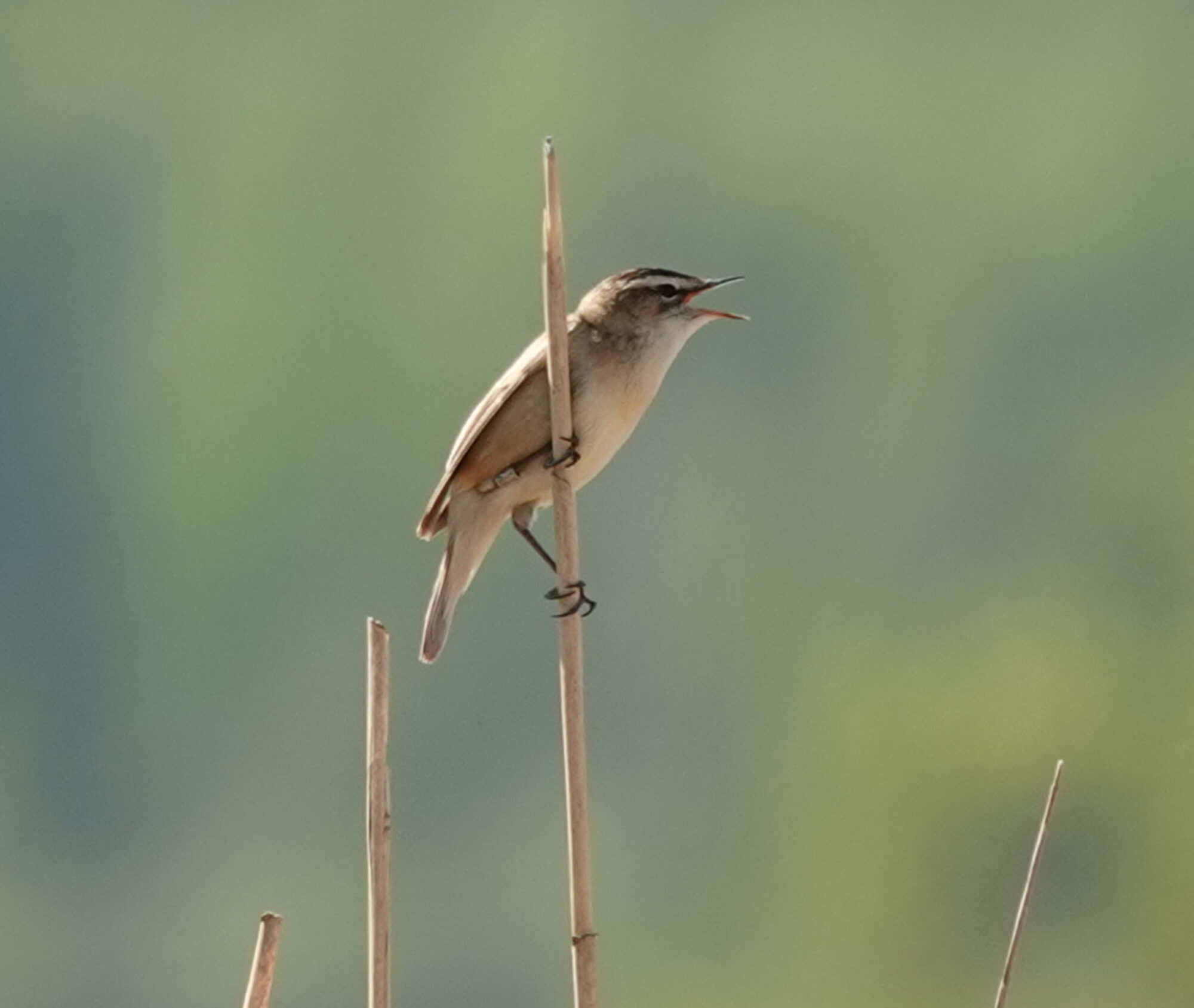 Valokuvaaja: Pekka Heino