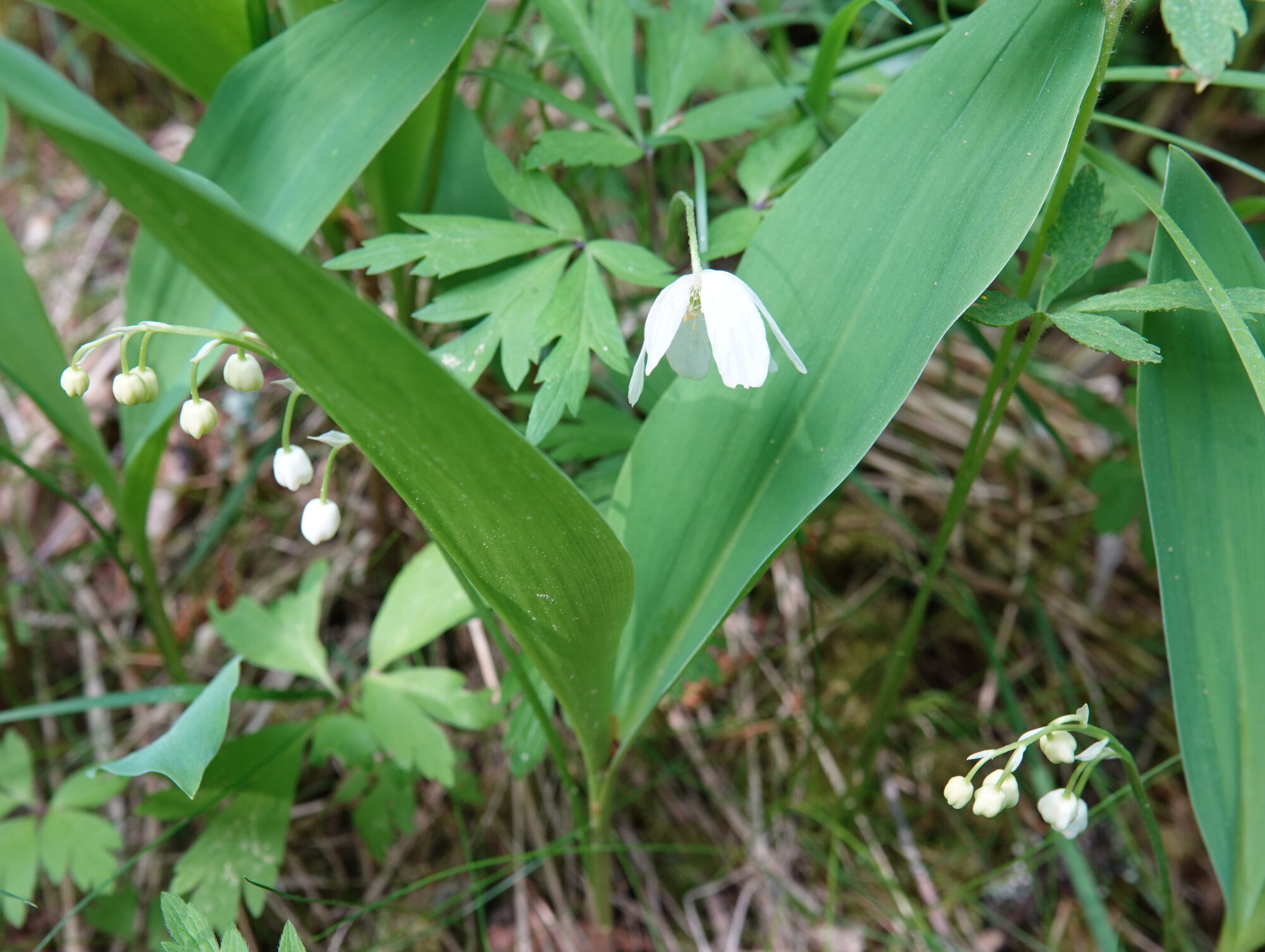 Valokuvaaja: Pekka Heino Valokuvaaja: Pekka Heino