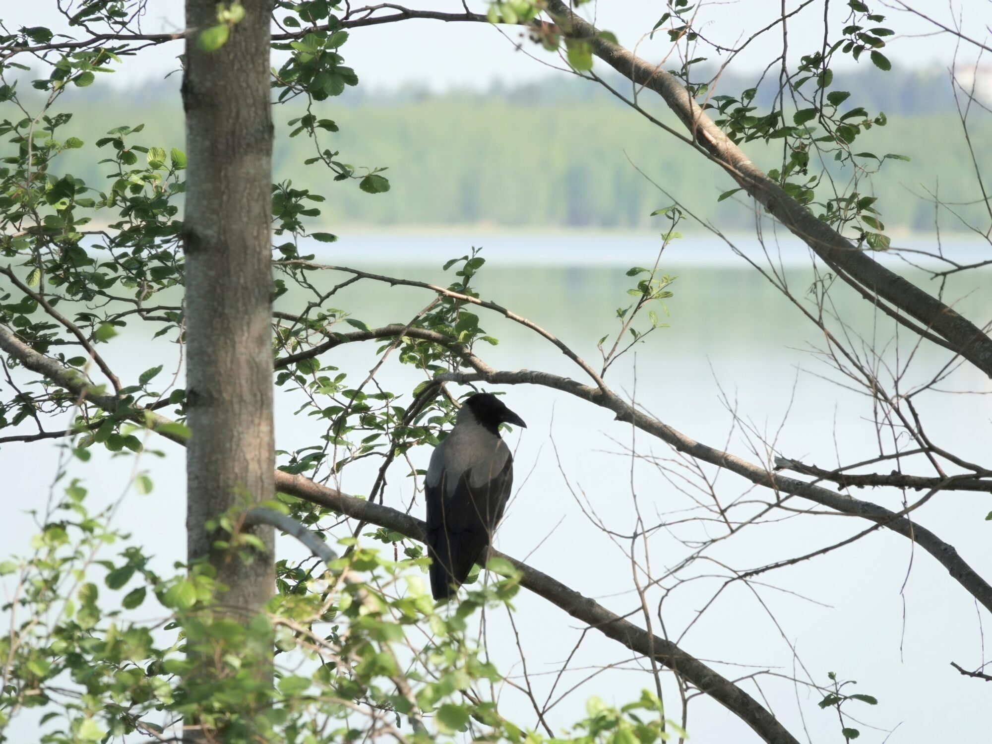 Valokuvaaja: Pekka Heino