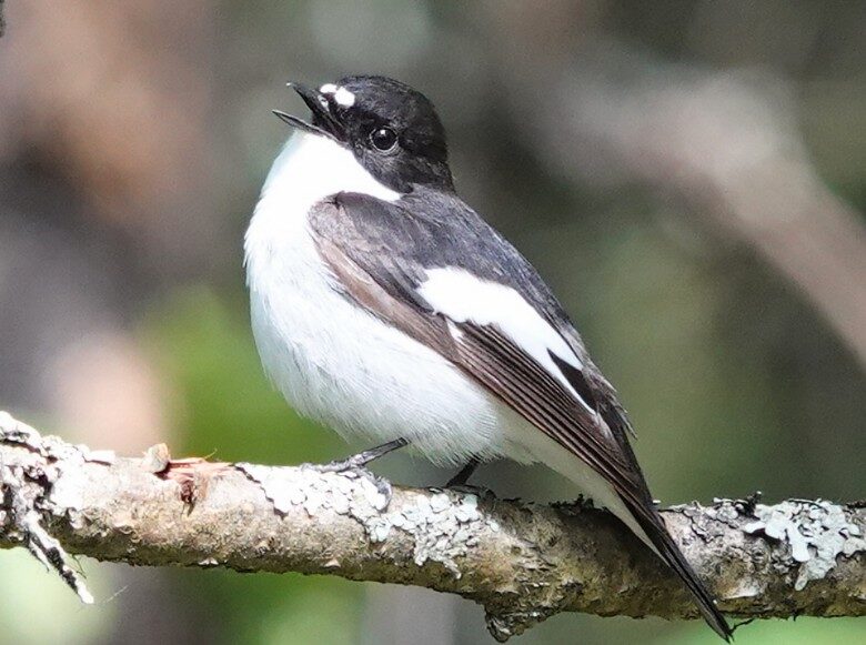 Valokuvaaja: Pekka Heino