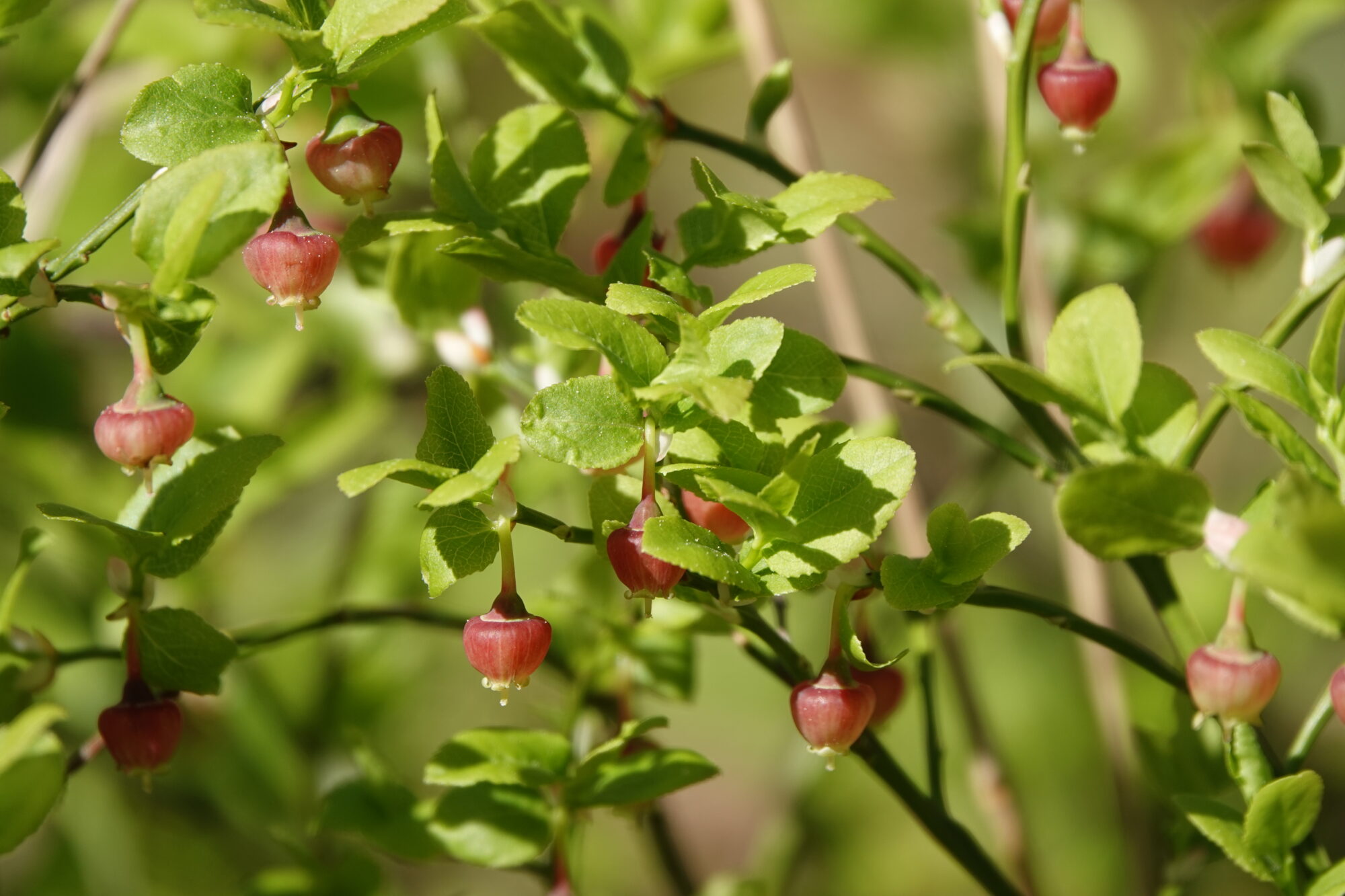 Valokuvaaja: Jenna Pitkänen