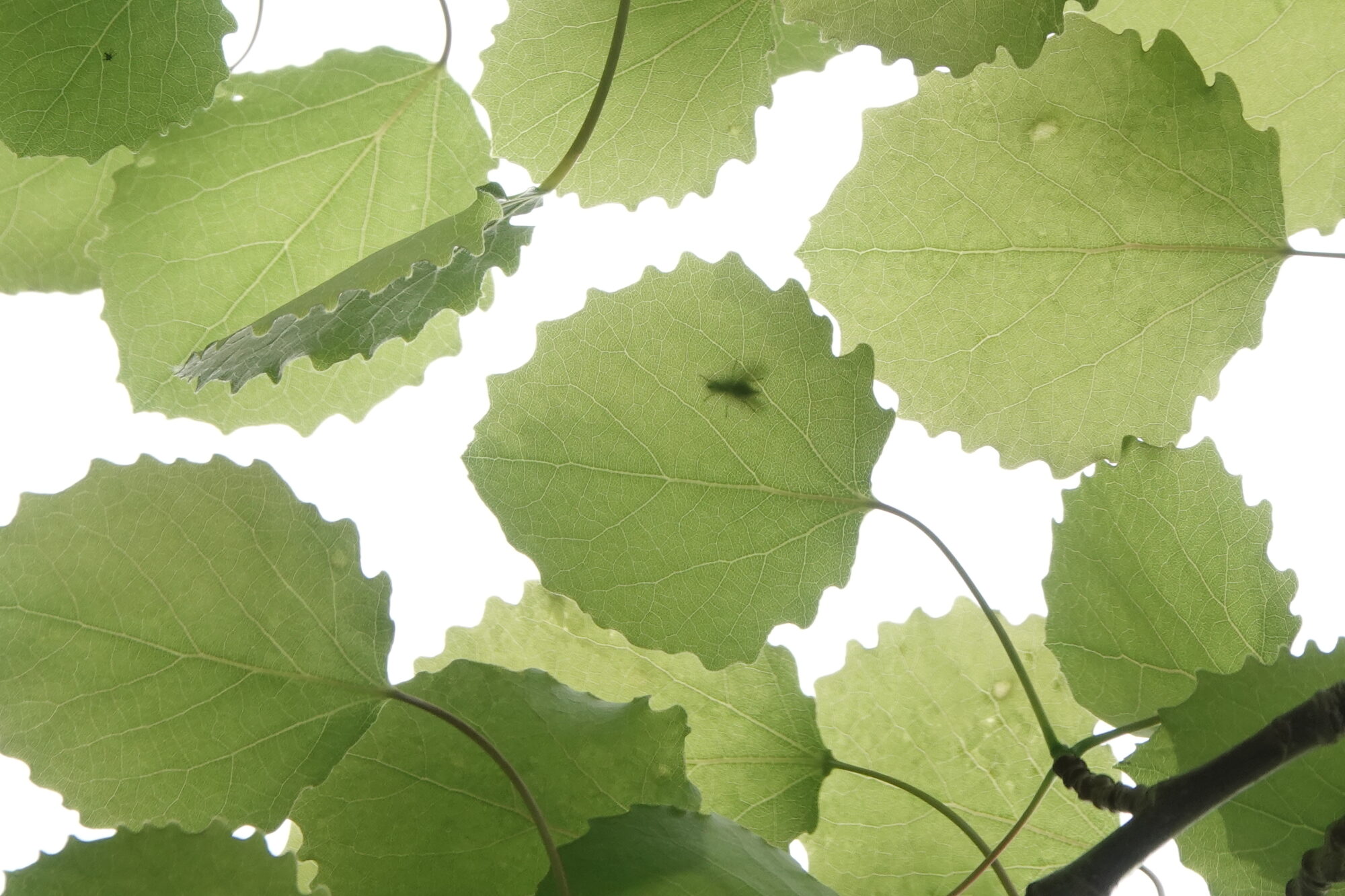 Valokuvaaja: Jenna Pitkänen