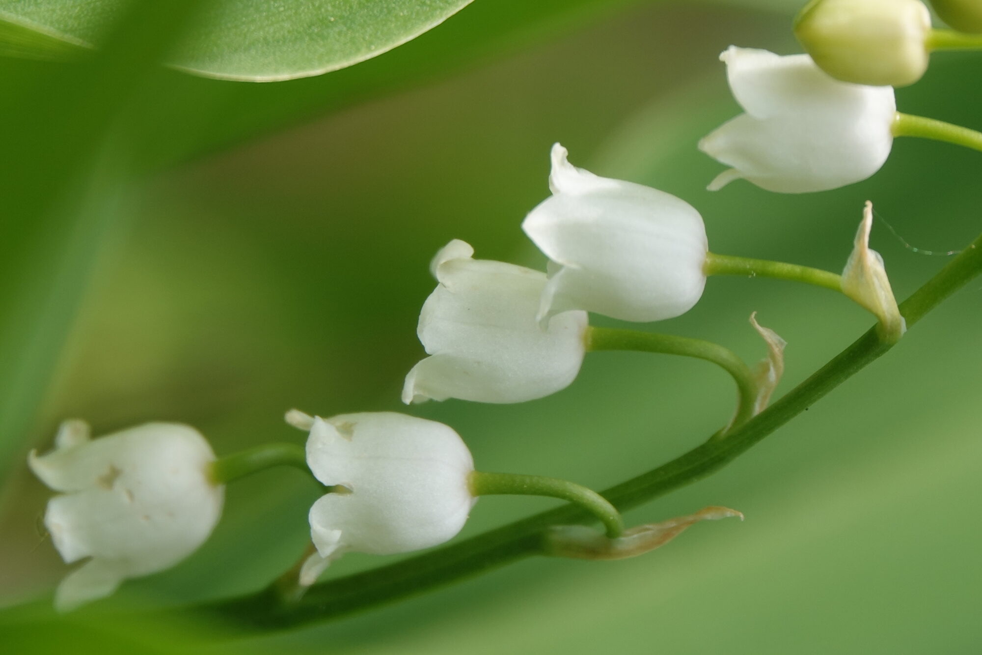 Valokuvaaja: Jenna Pitkänen