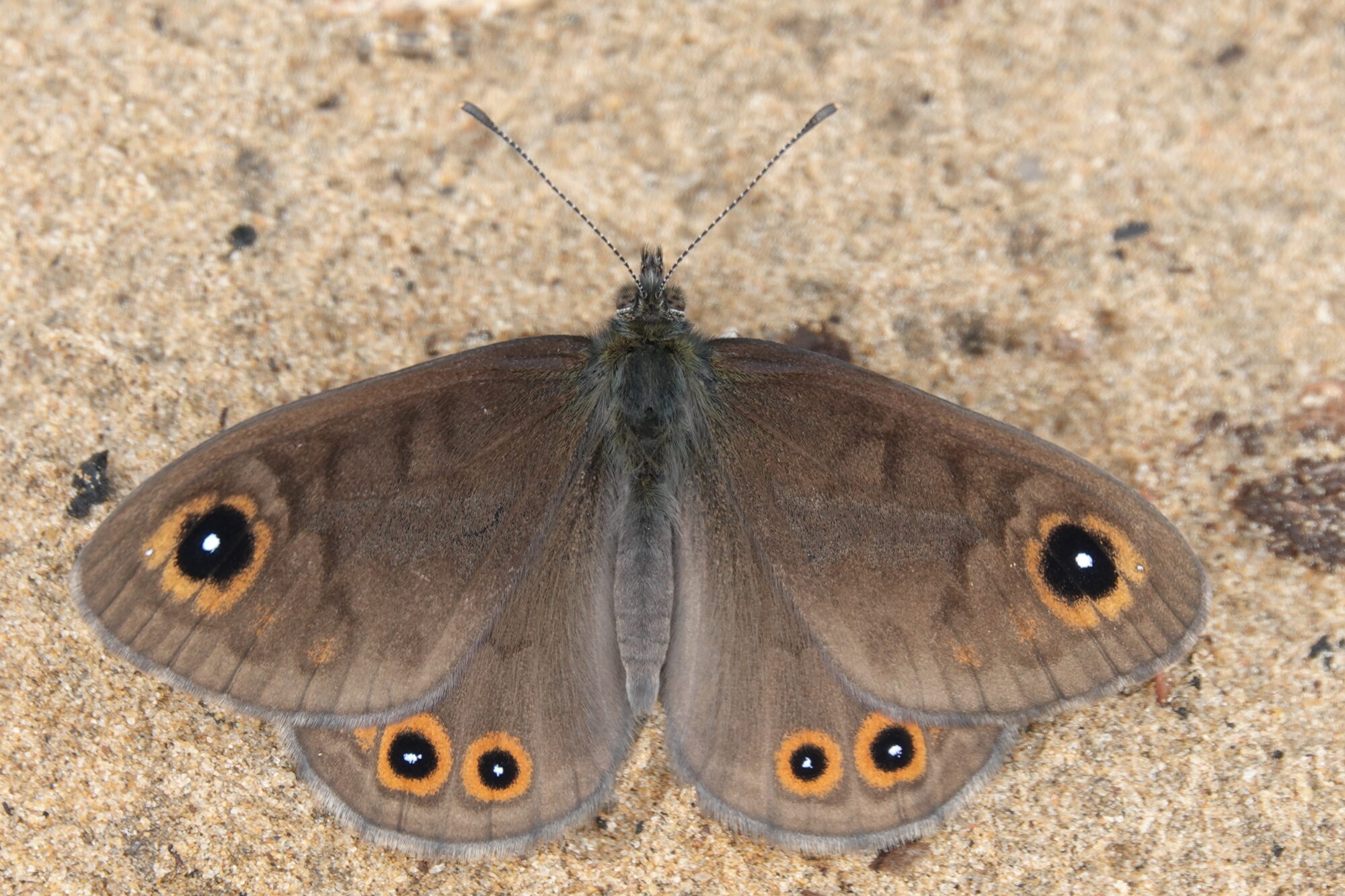 Valokuvaaja: Jenna Pitkänen