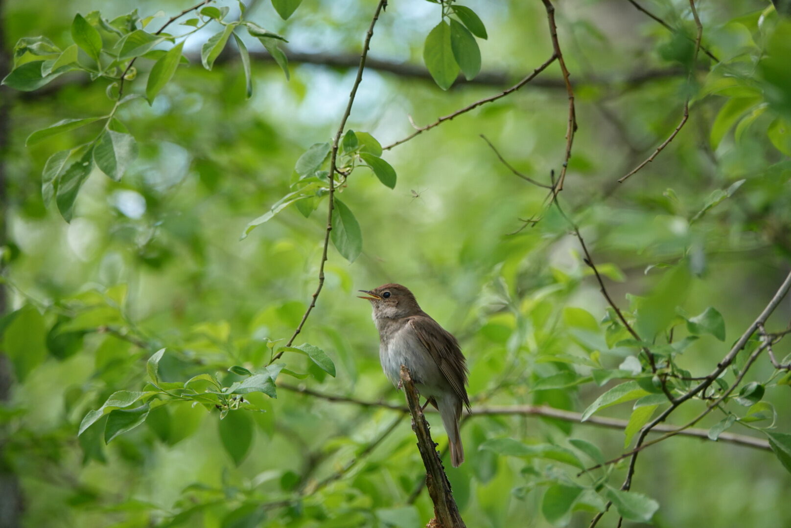 Valokuvaaja: Risto Puolakka Valokuvaaja: Risto Puolakka