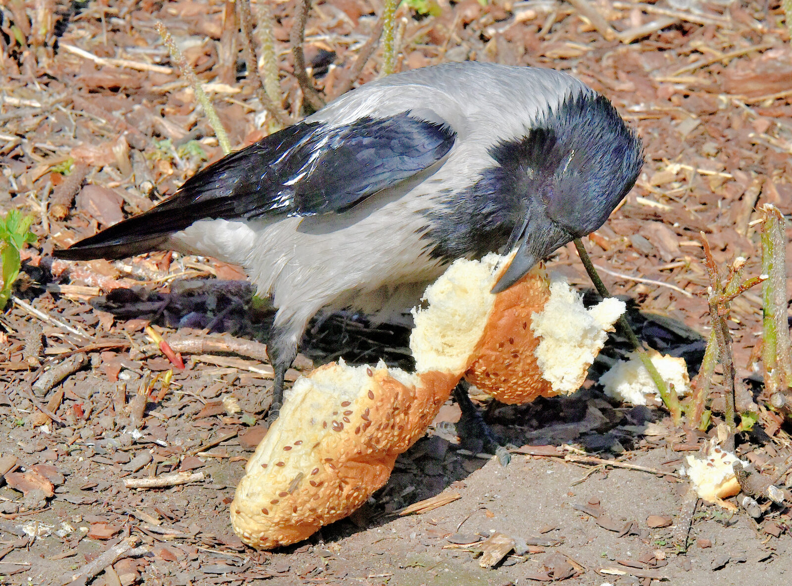 Valokuvaaja: Reijo Juurinen Valokuvaaja: Reijo Juurinen