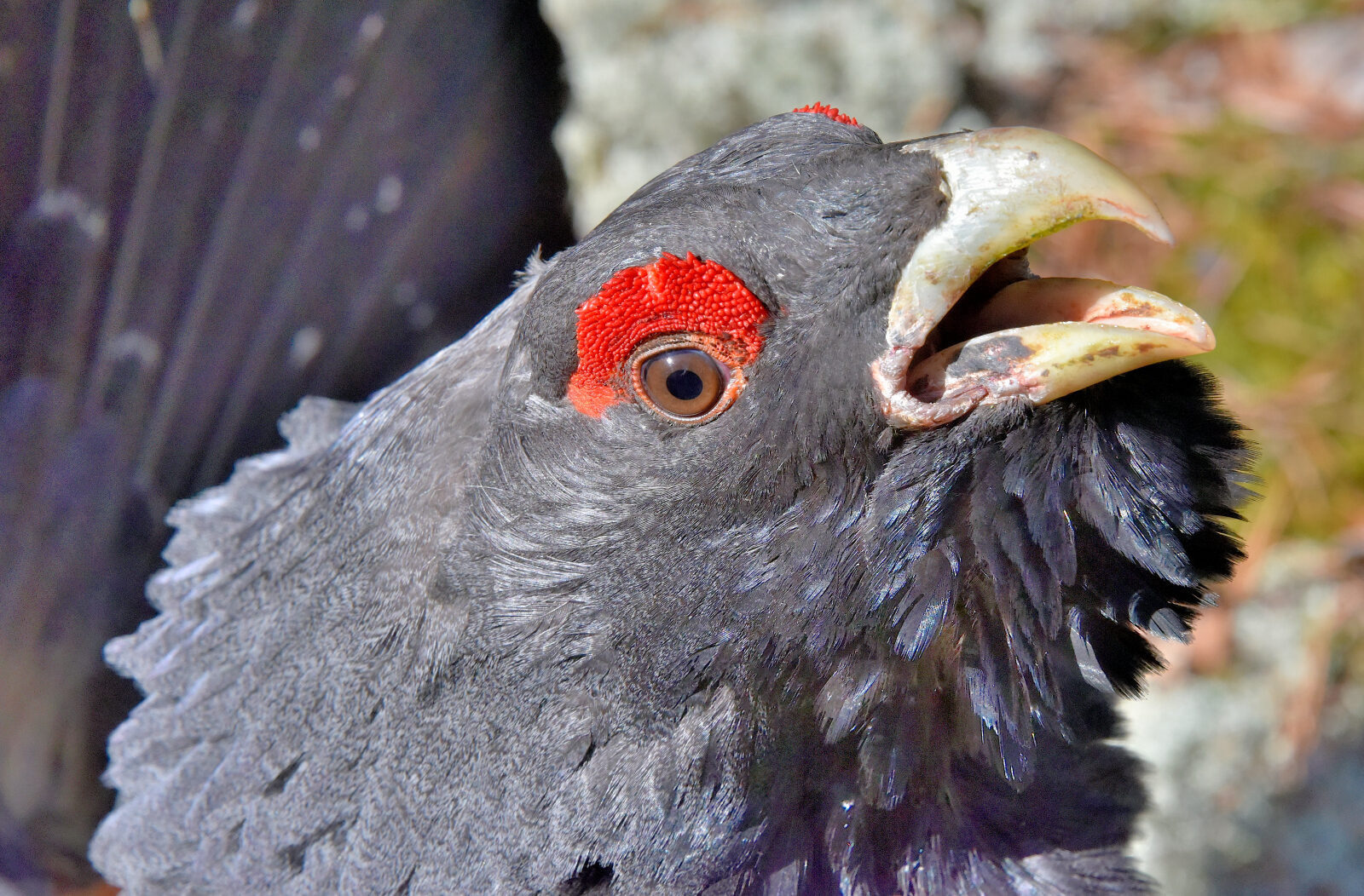 Valokuvaaja: Reijo Juurinen