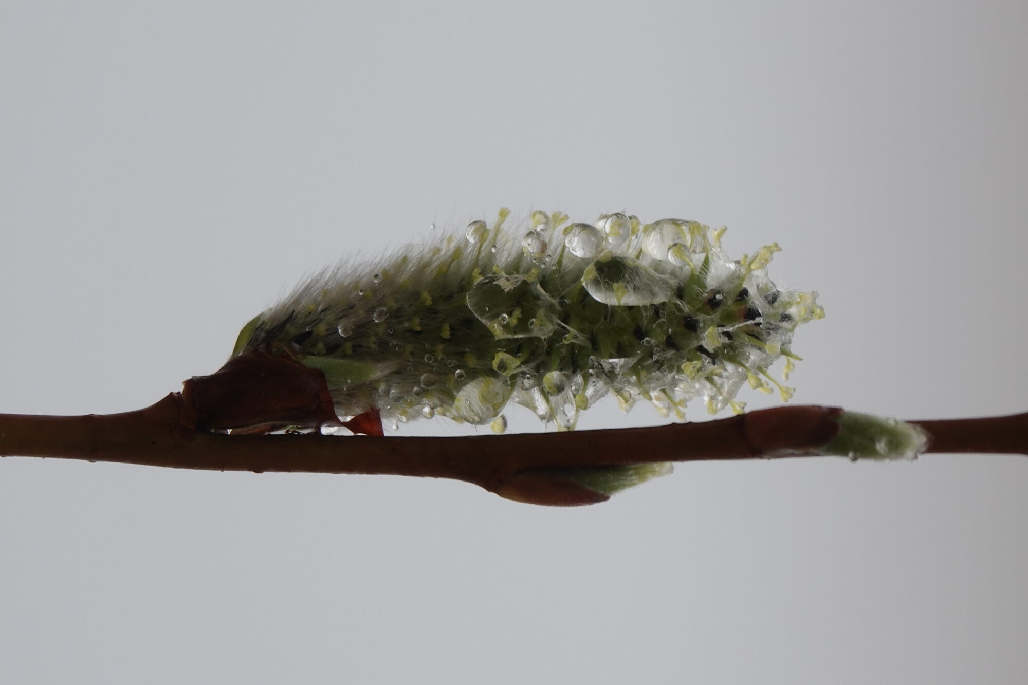 Valokuvaaja: Jenna Pitkänen