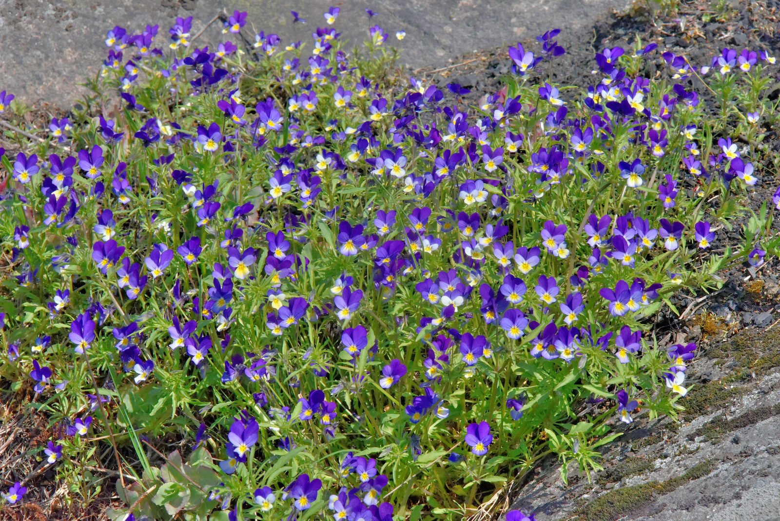 Valokuvaaja: Reijo Juurinen