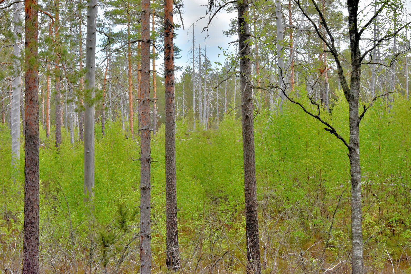 Valokuvaaja: Reijo Juurinen Valokuvaaja: Reijo Juurinen