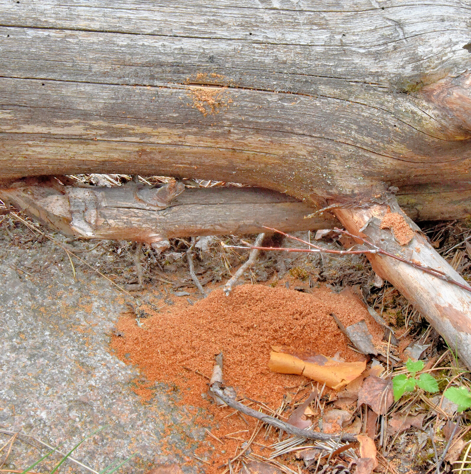 Valokuvaaja: Reijo Juurinen