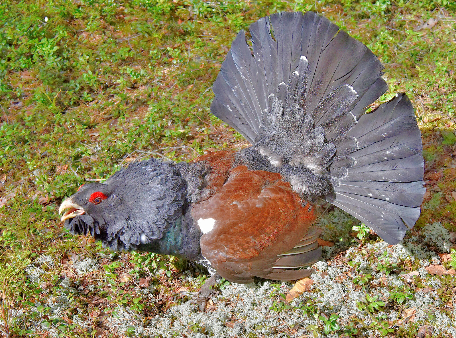 Valokuvaaja: Reijo Juurinen