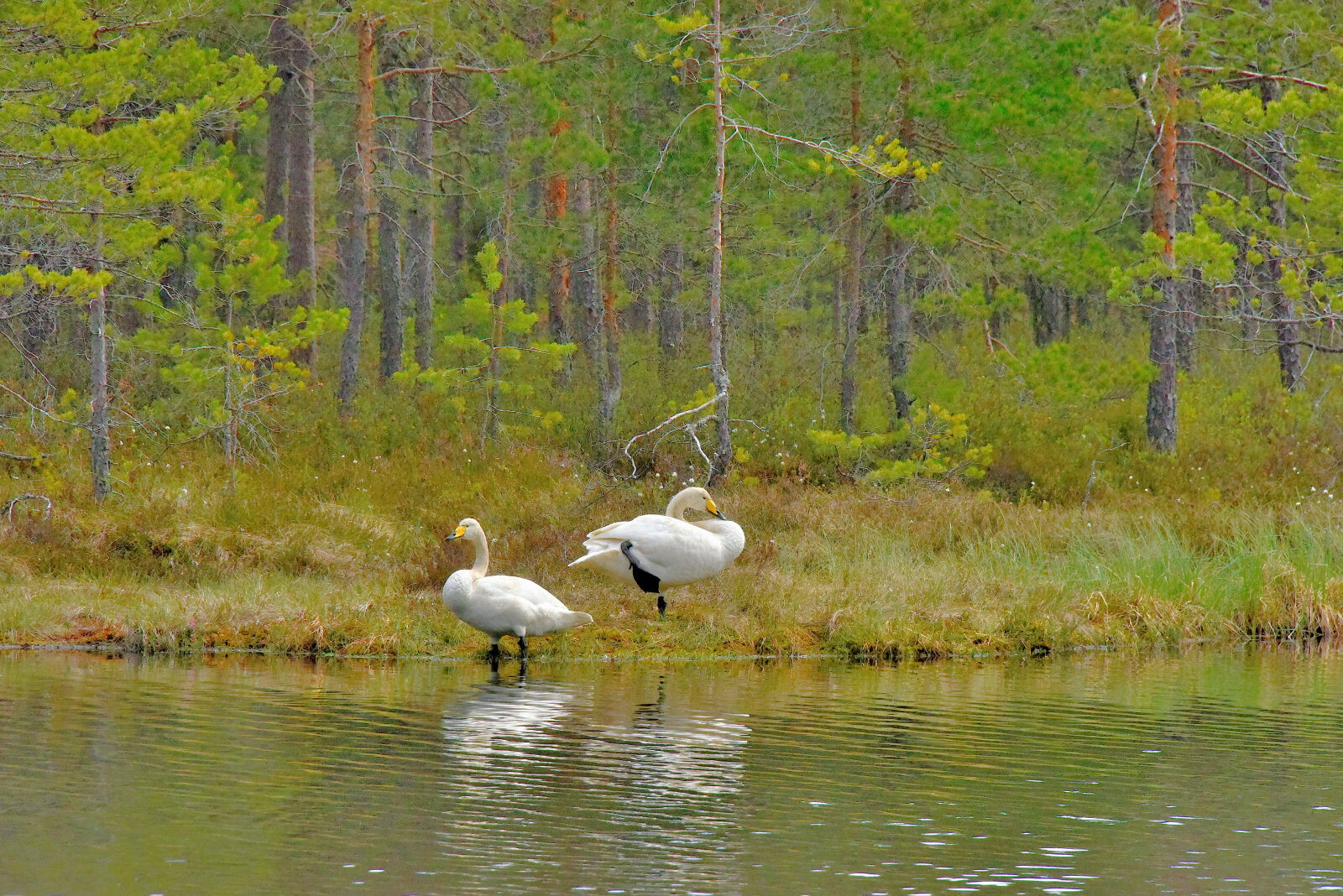 Valokuvaaja: Reijo Juurinen