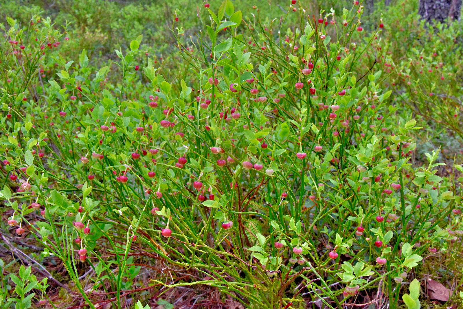Valokuvaaja: Reijo Juurinen