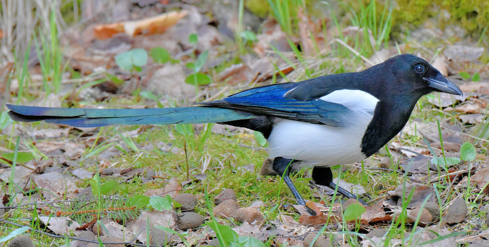Valokuvaaja: Reijo Juurinen