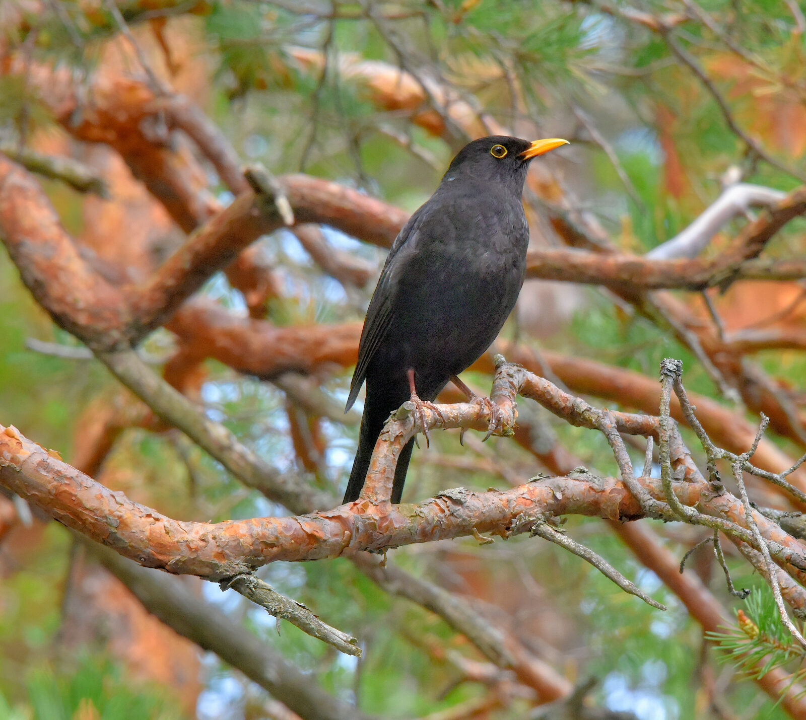 Valokuvaaja: Reijo Juurinen