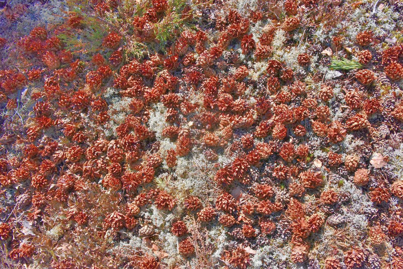 Valokuvaaja: Reijo Juurinen