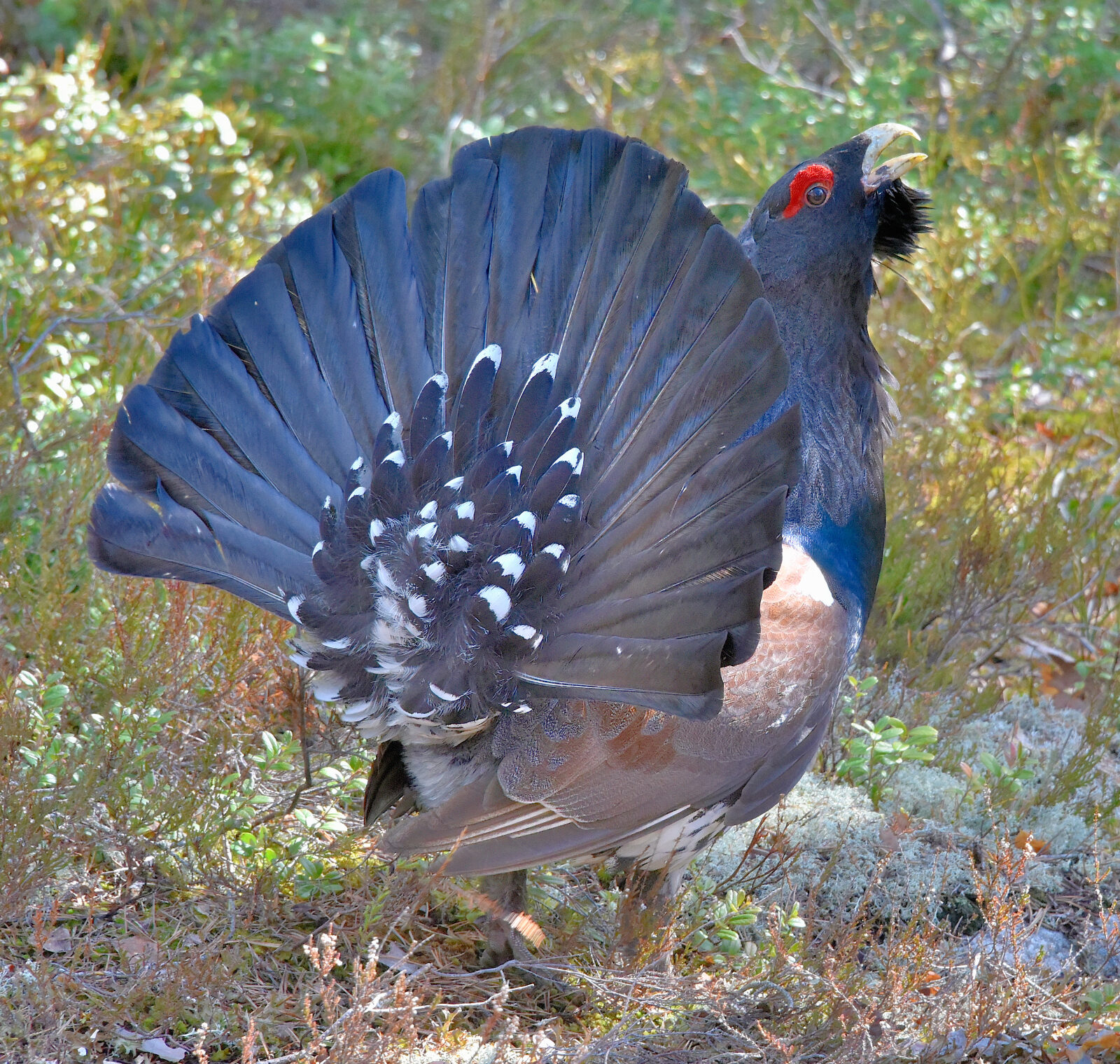 Valokuvaaja: Reijo Juurinen