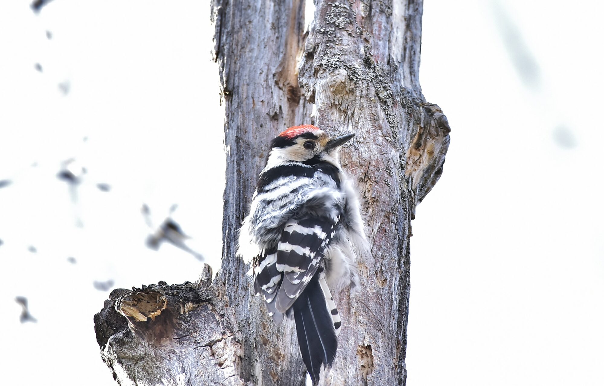 Valokuvaaja: Markku Pelkonen Valokuvaaja: Markku Pelkonen