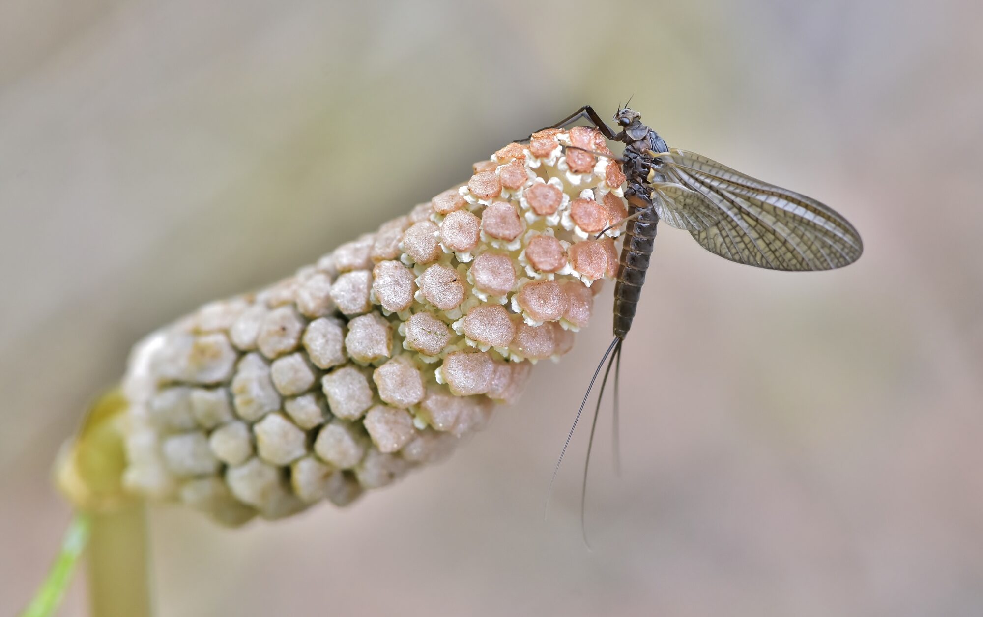 Valokuvaaja: Markku Pelkonen
