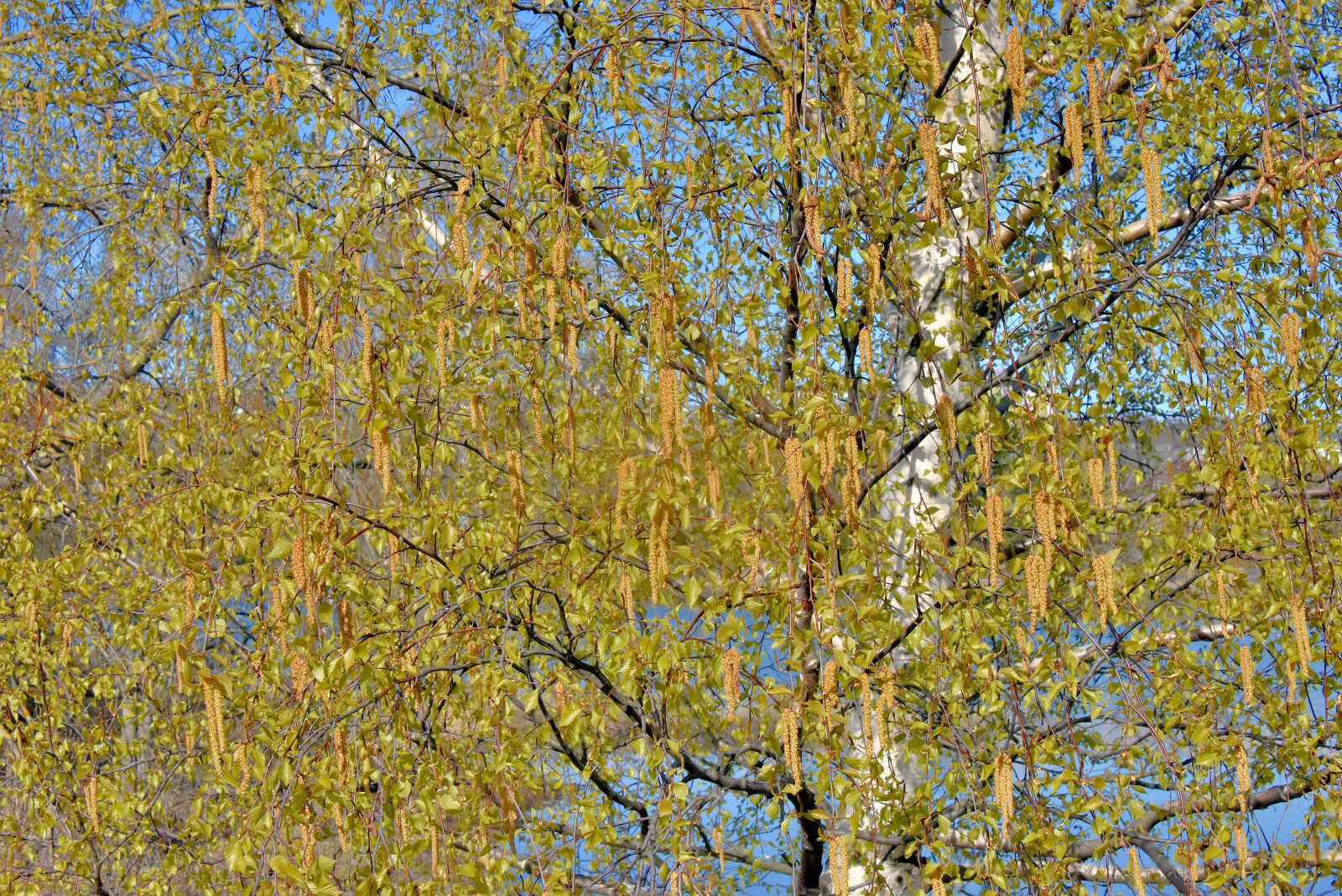 Valokuvaaja: Reijo Juurinen