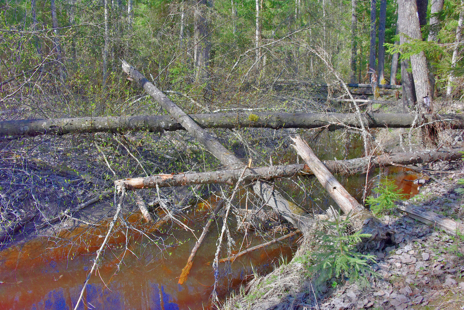 Valokuvaaja: Reijo Juurinen