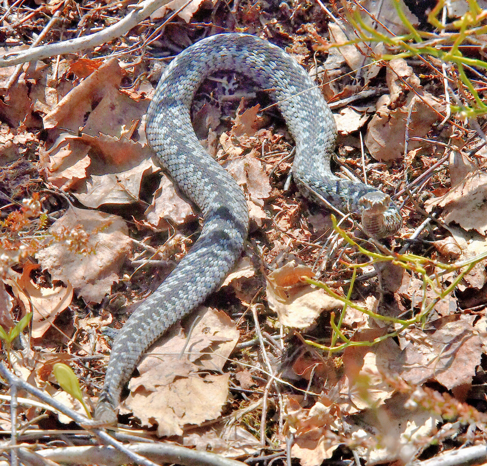 Valokuvaaja: Reijo Juurinen