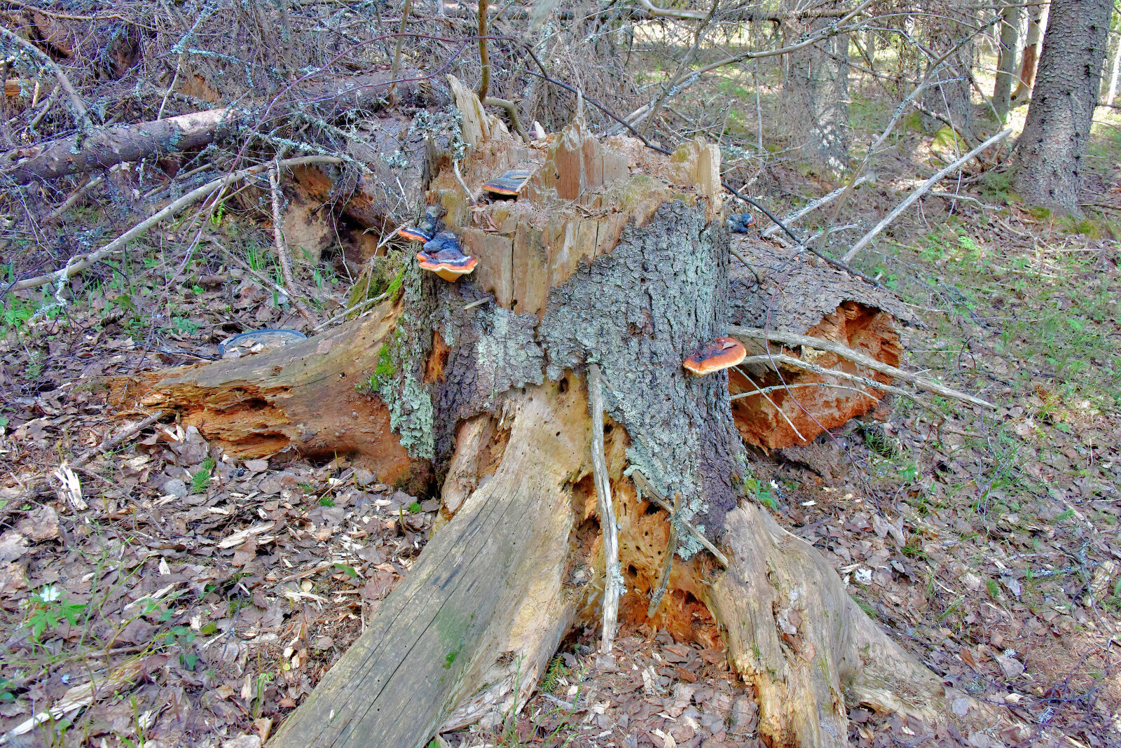 Valokuvaaja: Reijo Juurinen