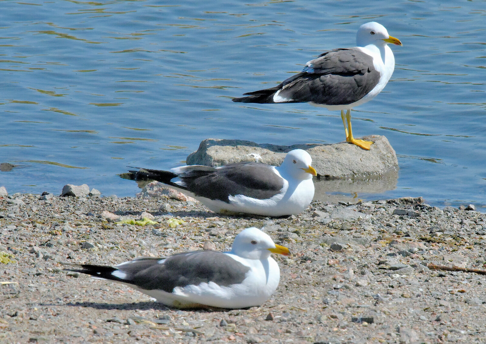 Valokuvaaja: Reijo Juurinen Valokuvaaja: Reijo Juurinen
