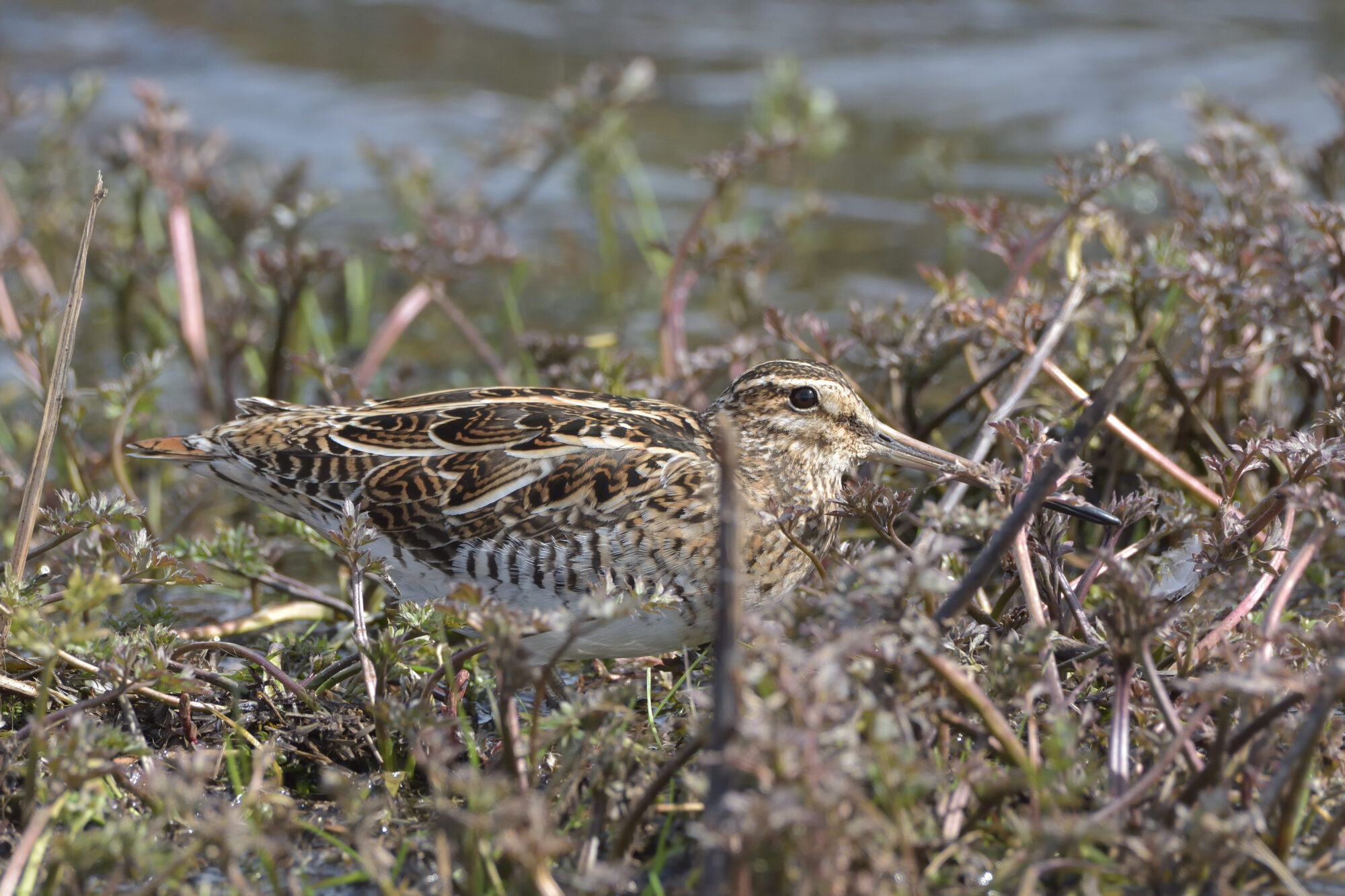 Valokuvaaja: Asko Heikkinen