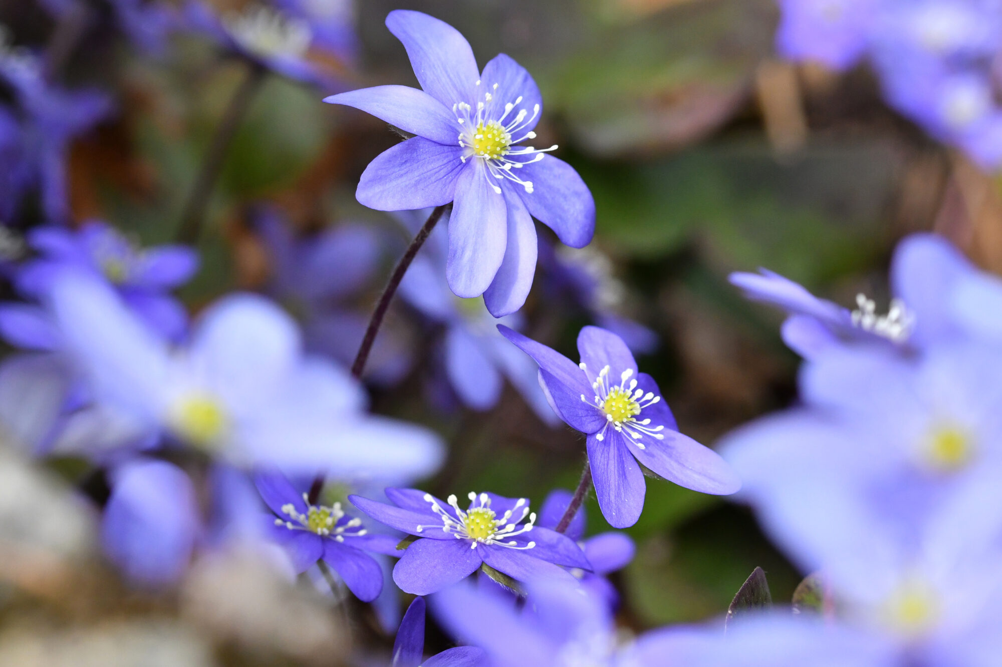 Valokuvaaja: Antti Kaskinen