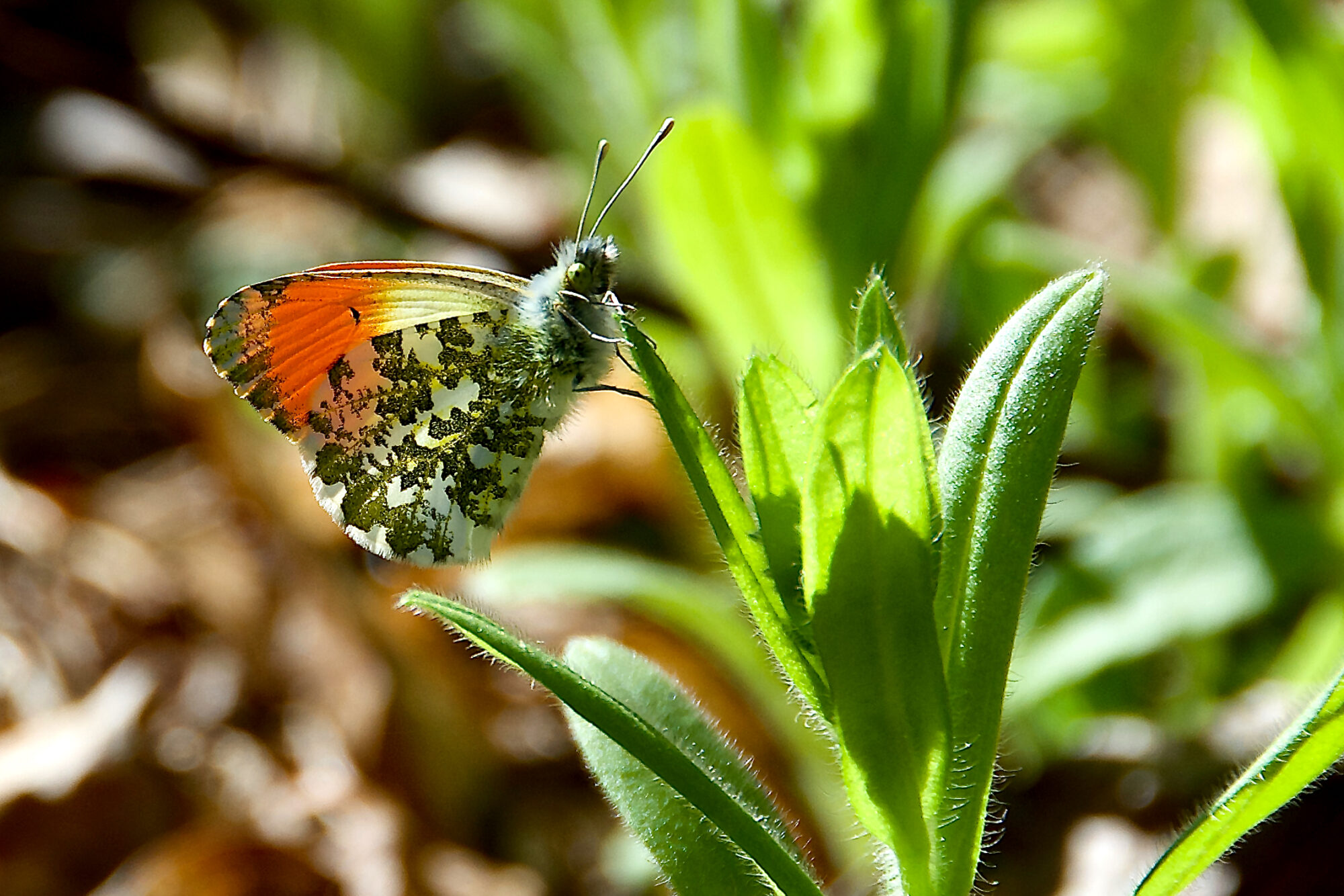 Valokuvaaja: Lasse Rokka Valokuvaaja: Lasse Rokka