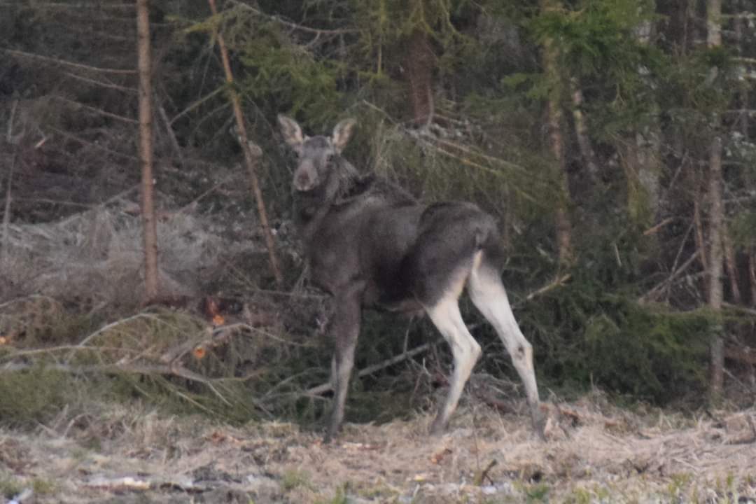 Valokuvaaja: Sonja Nokkala