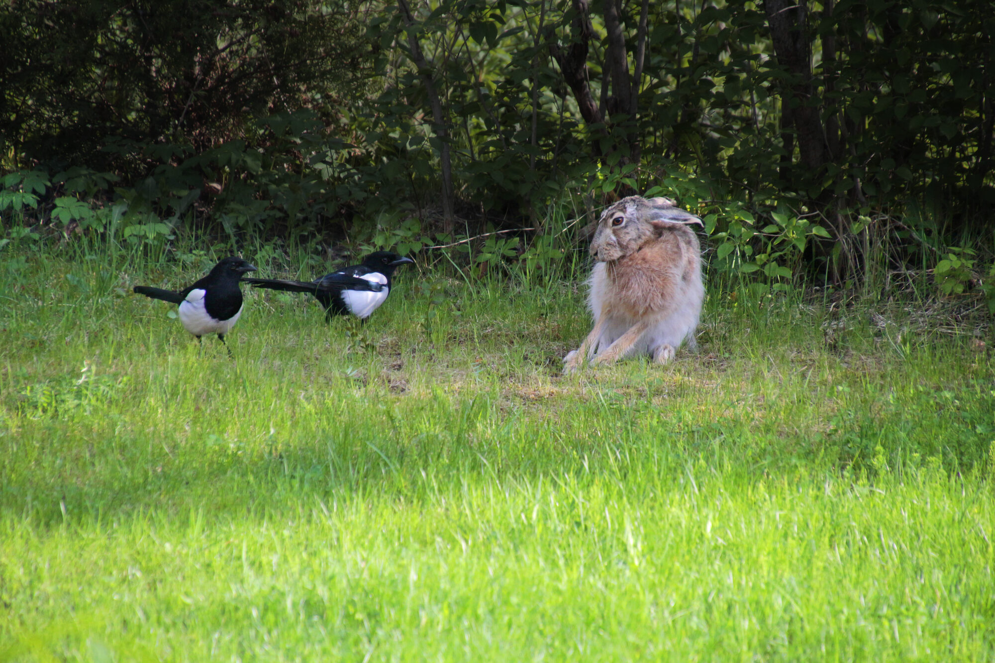 Valokuvaaja: Ari Rosila