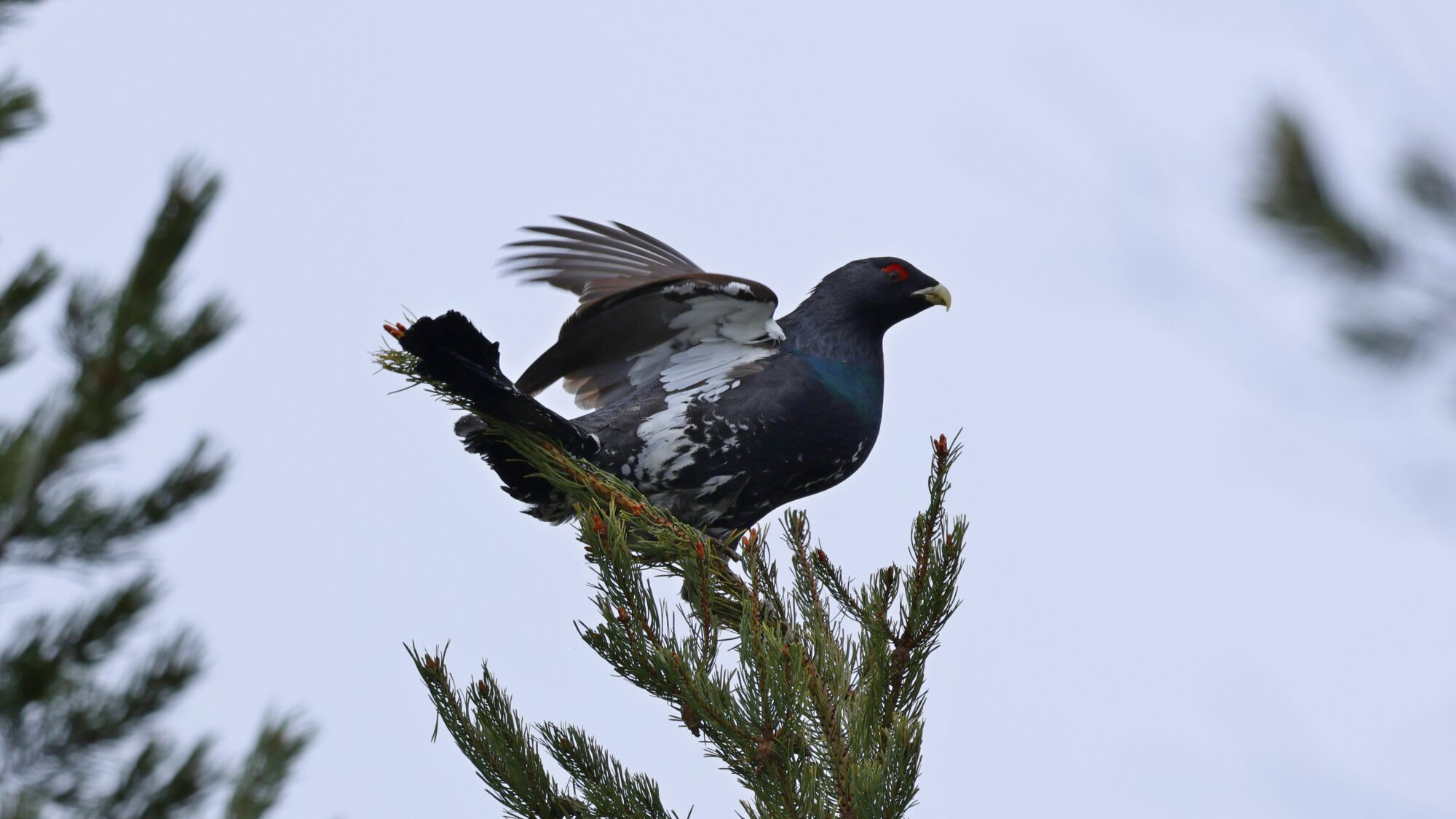 Valokuvaaja: TOMMI KUJALA