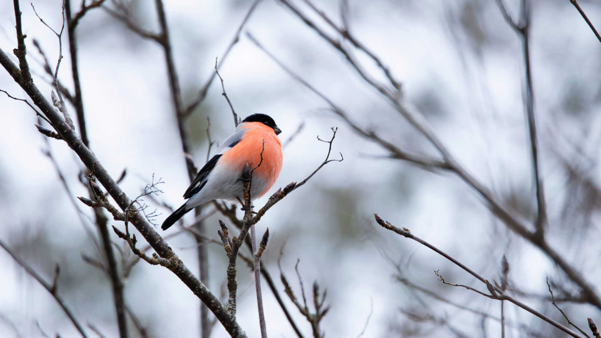 Valokuvaaja: TOMMI KUJALA