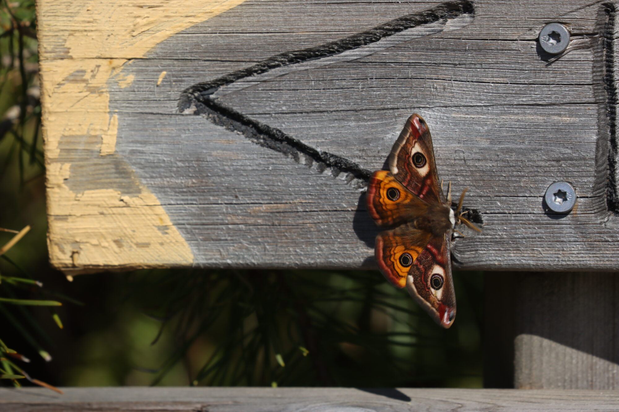 Valokuvaaja: Susanna Hannula