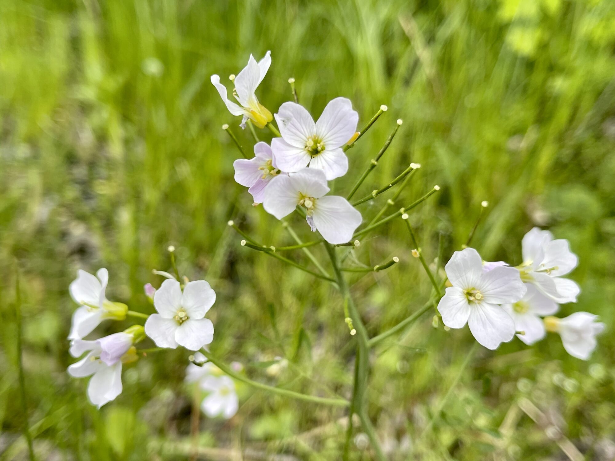 Valokuvaaja: Liisa Niiva-Korpela