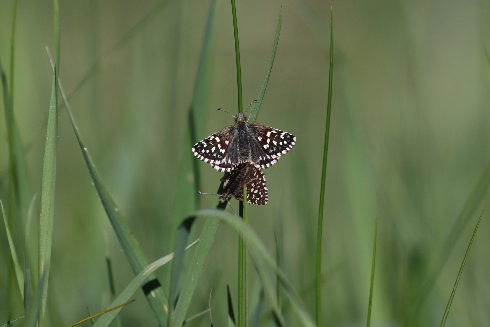 Valokuvaaja: Susanna Hannula