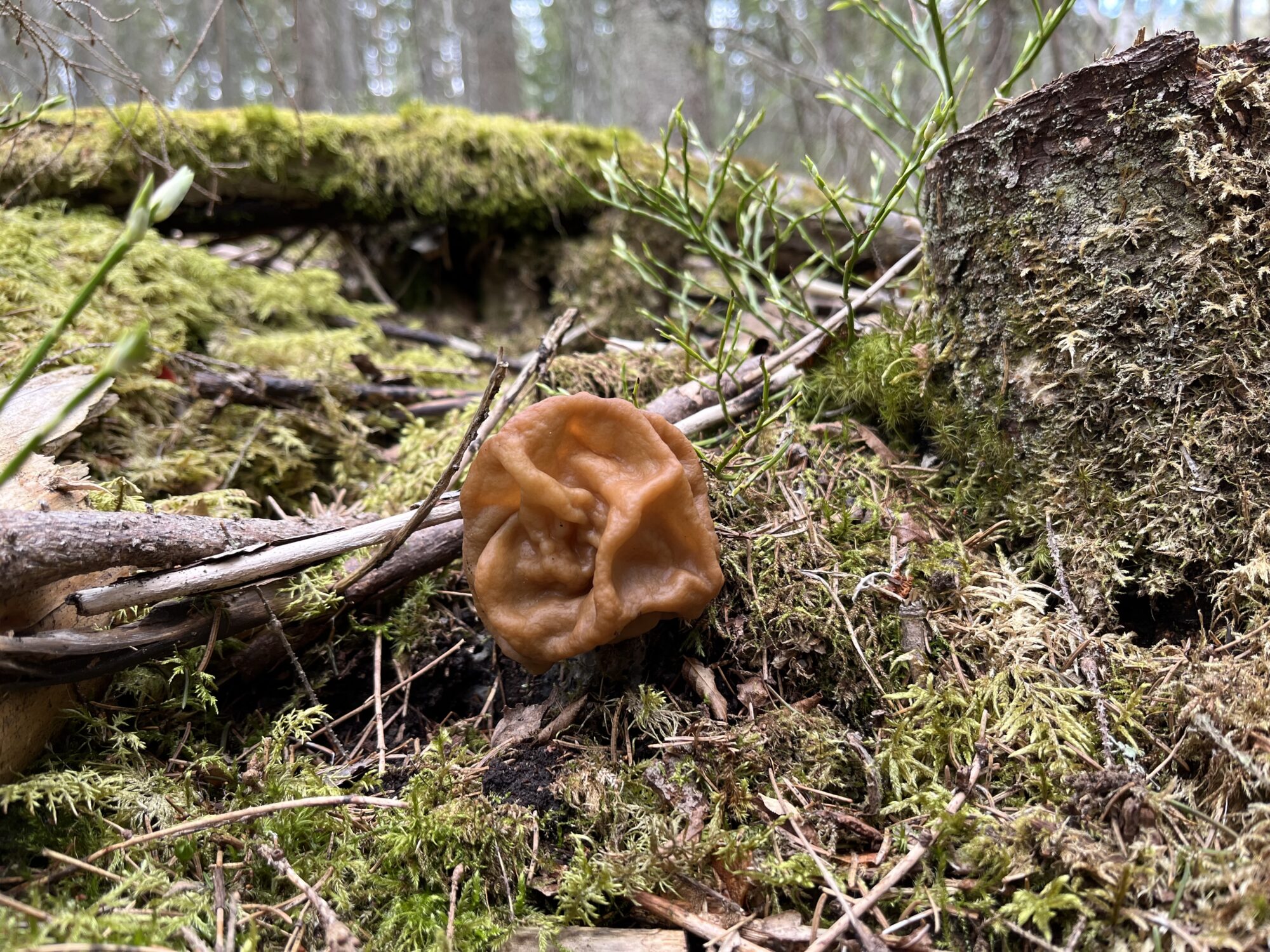 Valokuvaaja: Sanna Honkanen