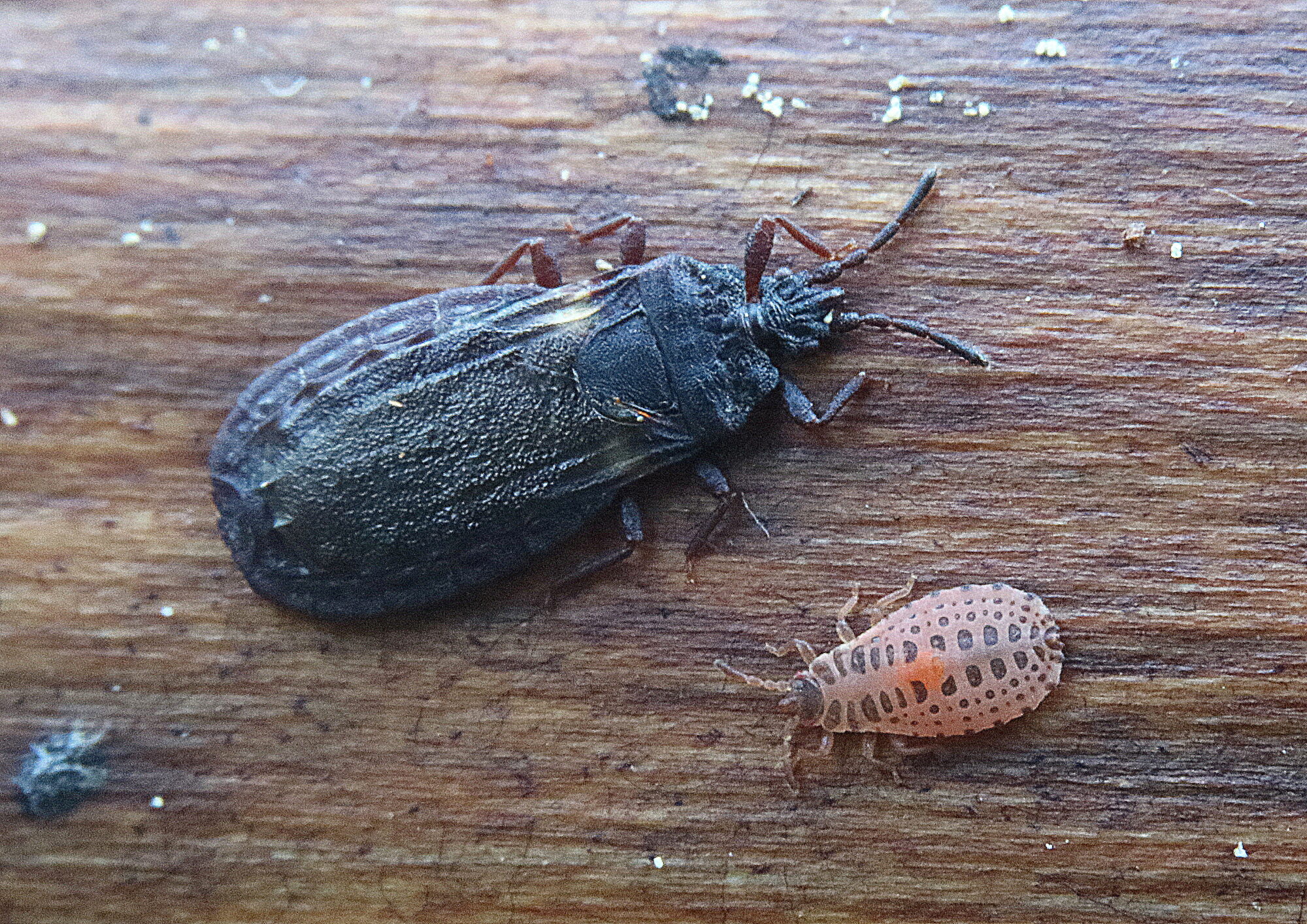 Valokuvaaja: Hannu Rasiranta