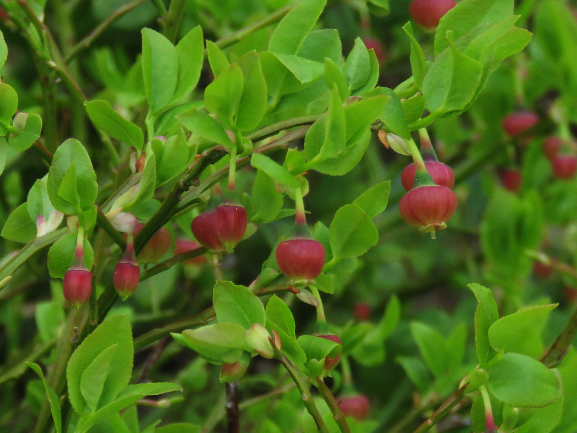 Valokuvaaja: Liisa Johansson