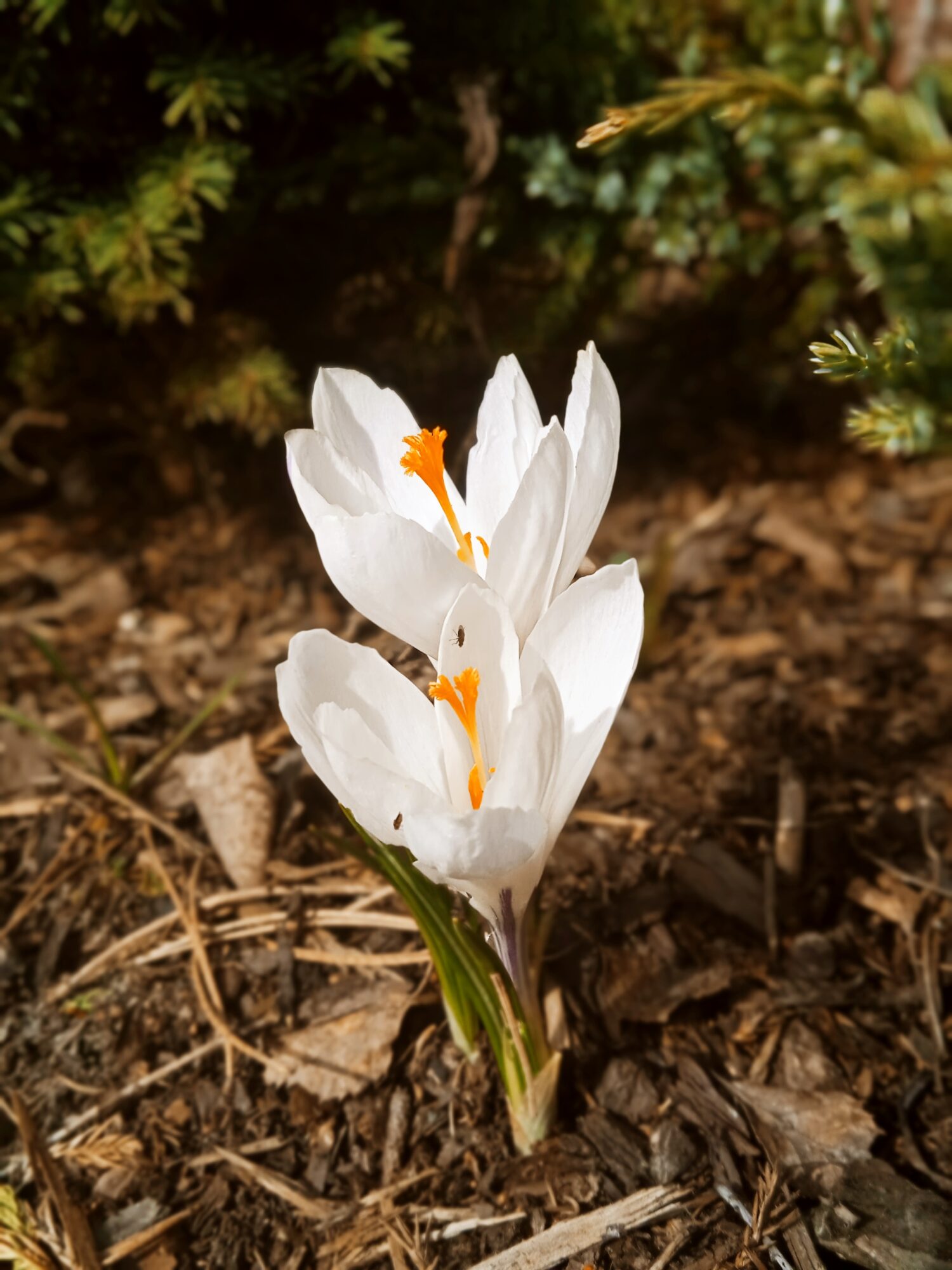 Valokuvaaja: Rosa Joona