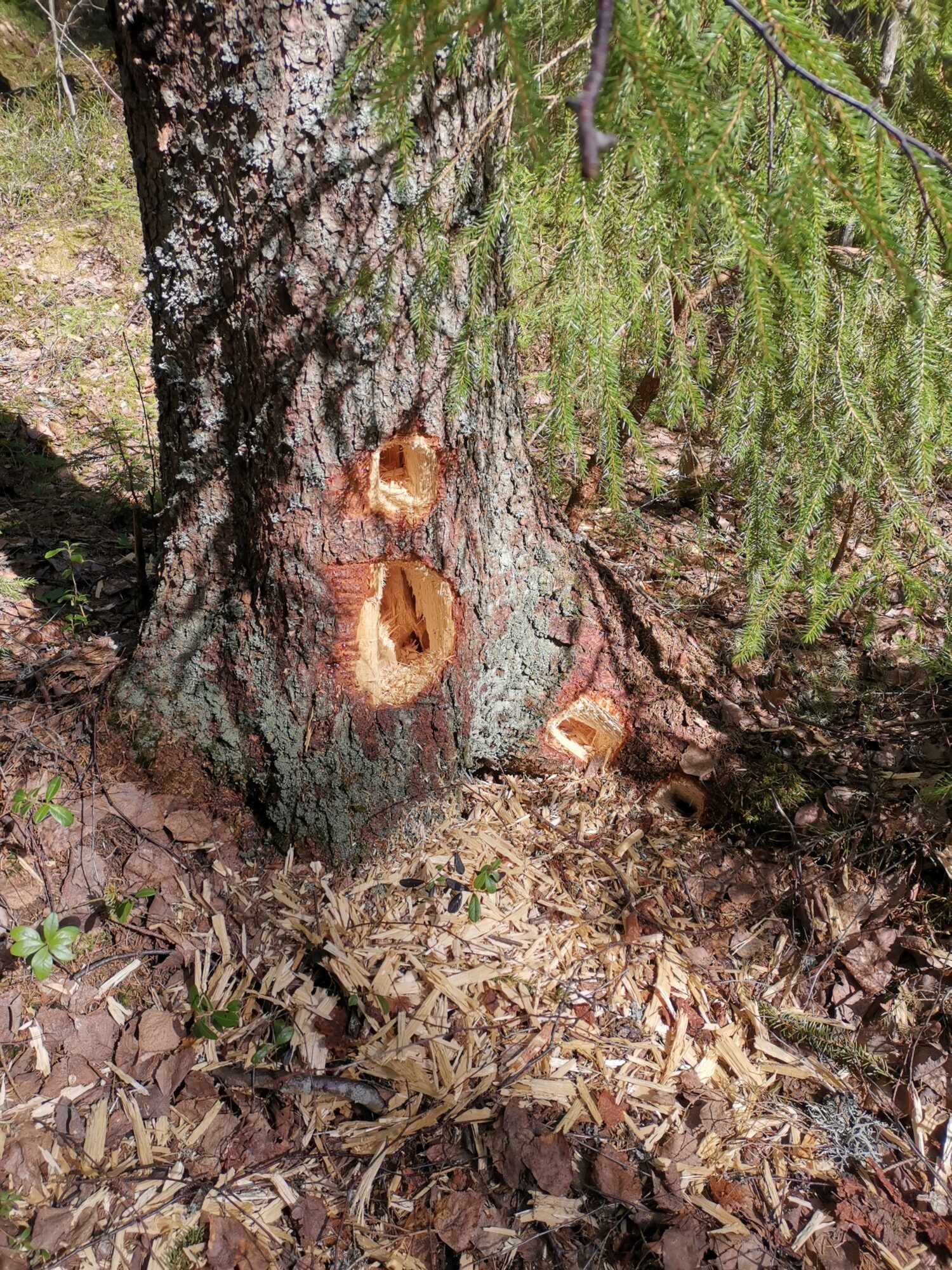 Valokuvaaja: Aimo Immonen