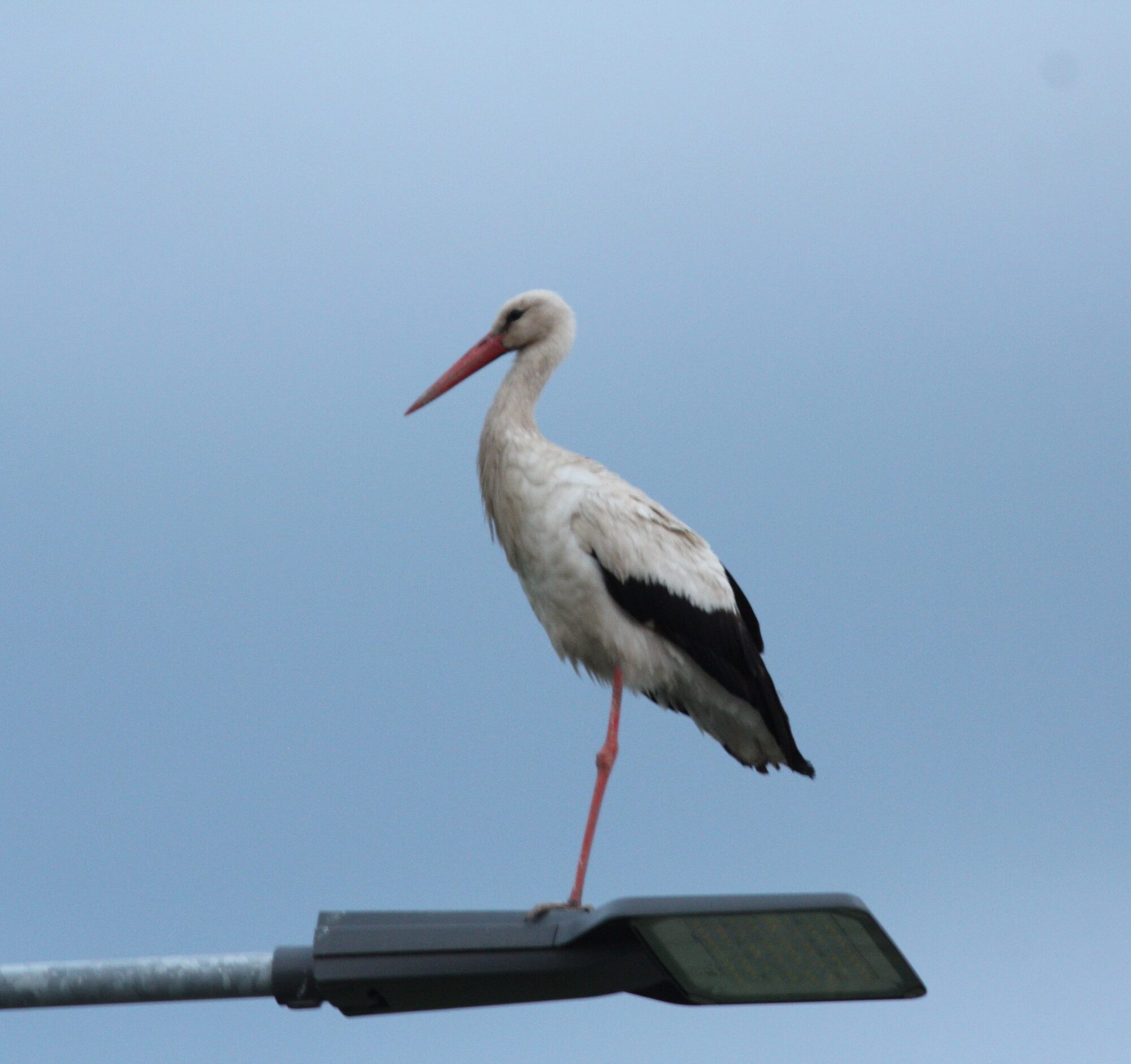 Valokuvaaja: Tapio Keinonen
